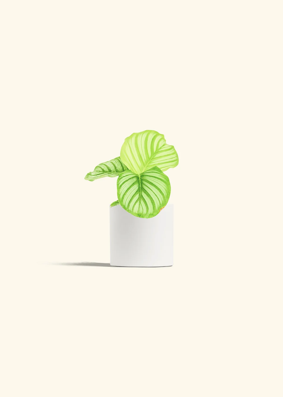 Orbit Peacock Plant, Small - Image 4