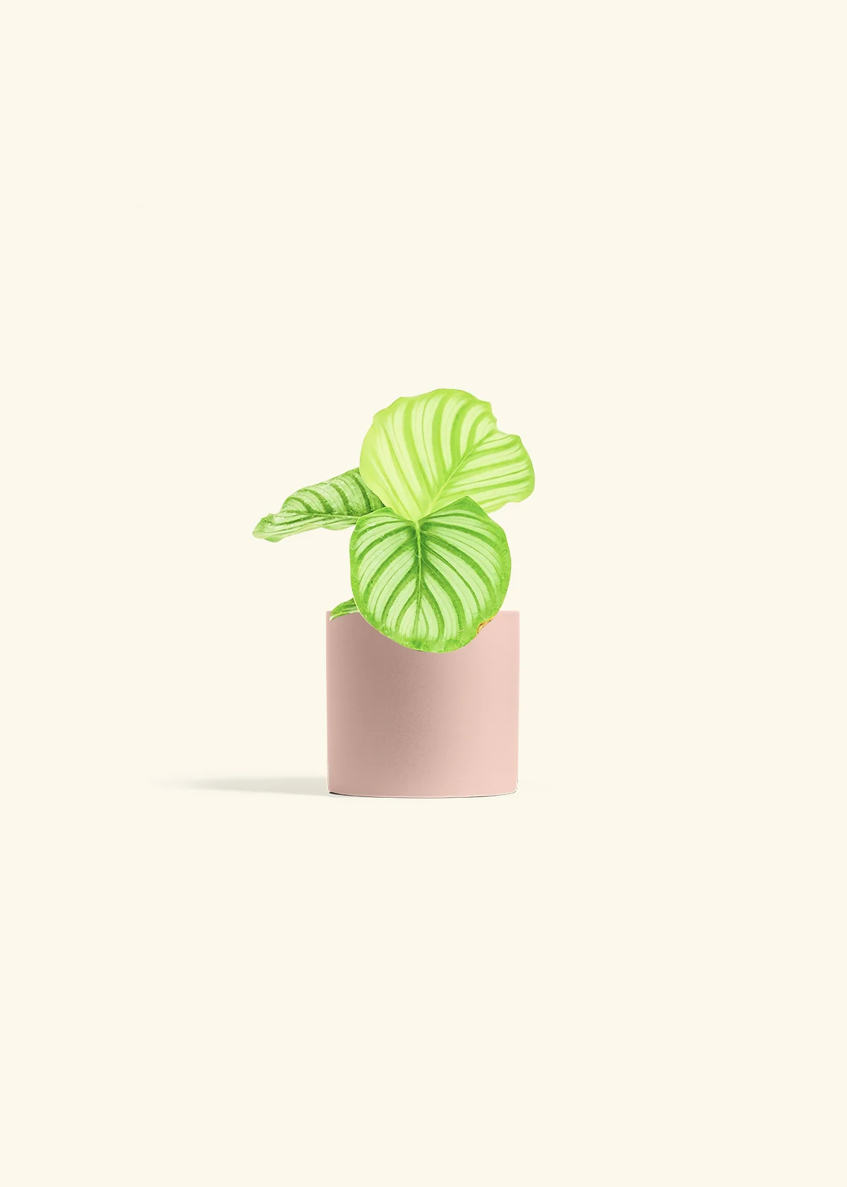 Orbit Peacock Plant, Small - Image 5
