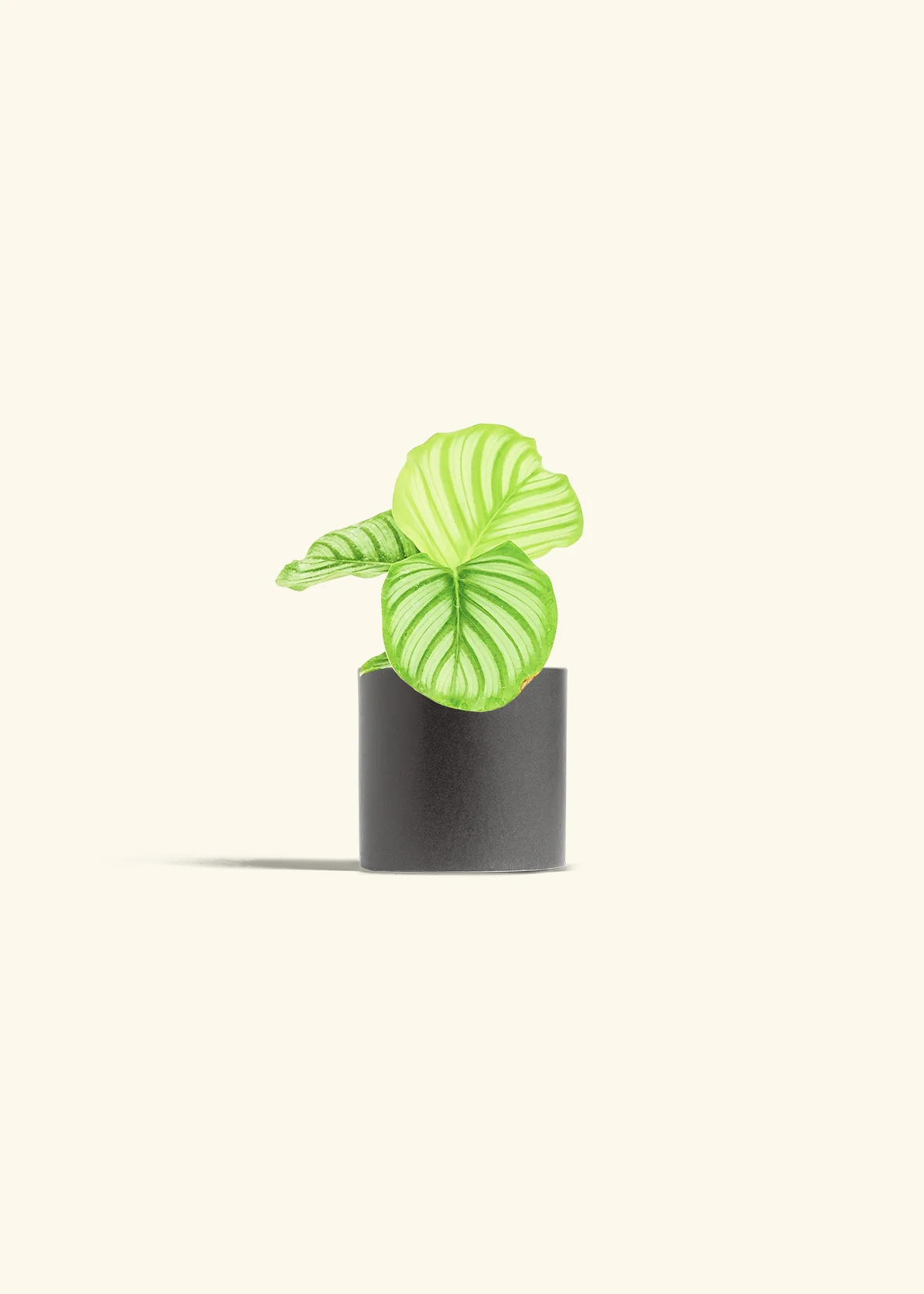 Orbit Peacock Plant, Small - Image 6
