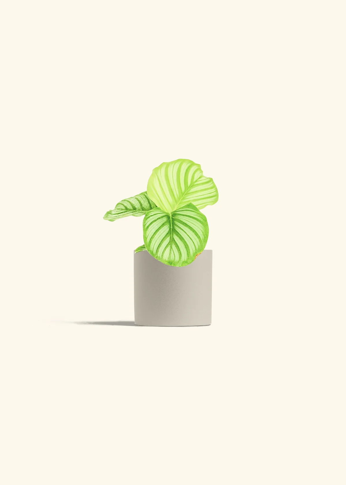 Orbit Peacock Plant, Small - Image 7