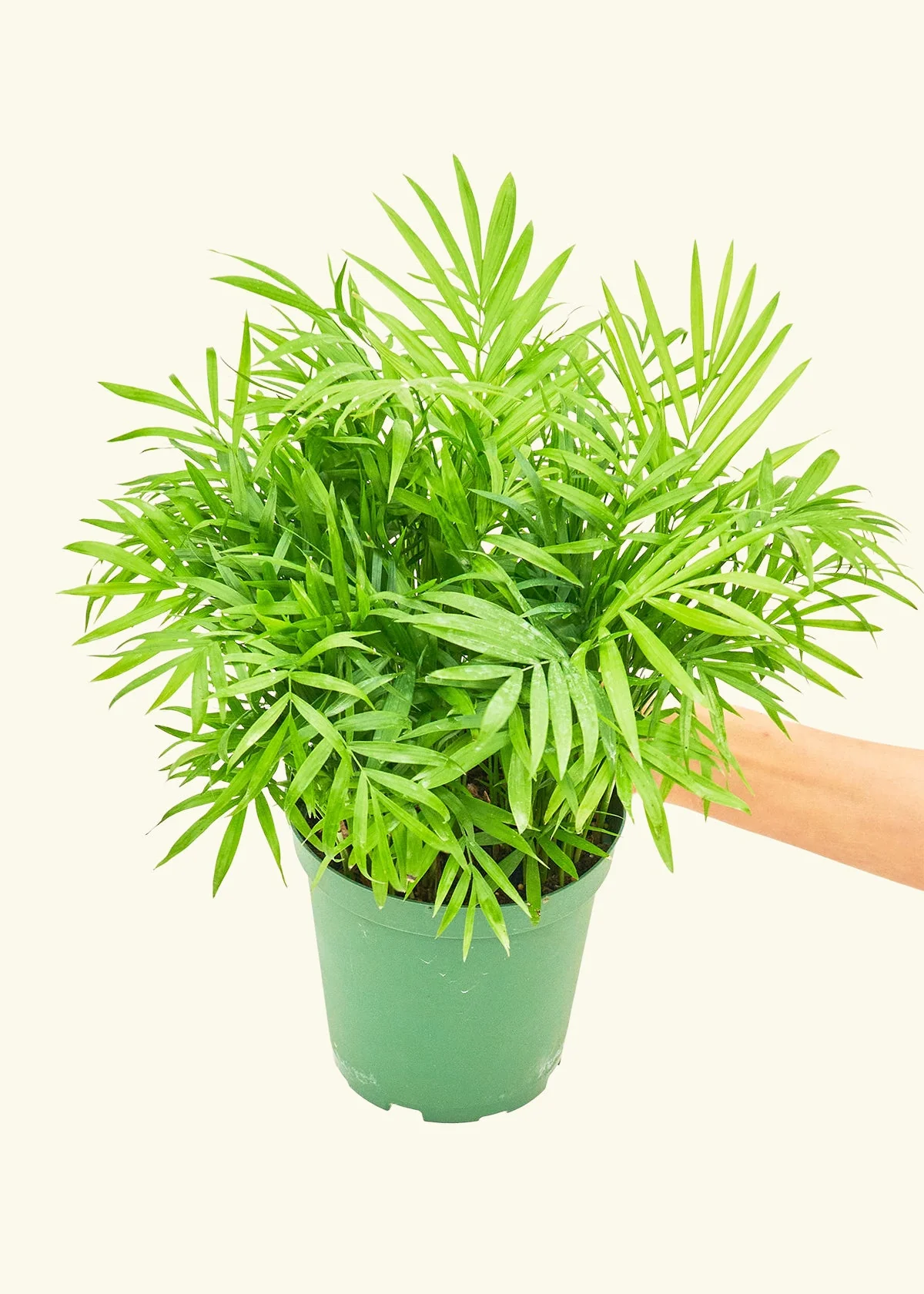 Parlor Palm, Medium - Image 3