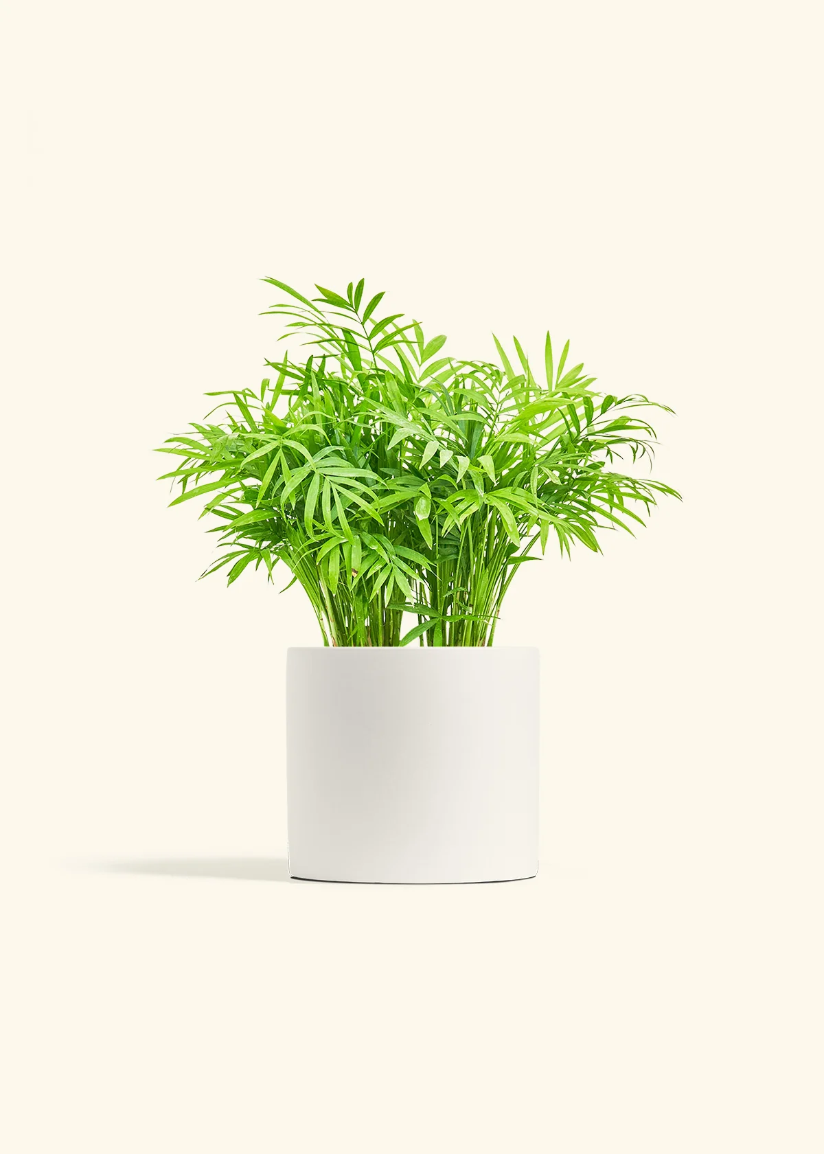Parlor Palm, Medium - Image 4