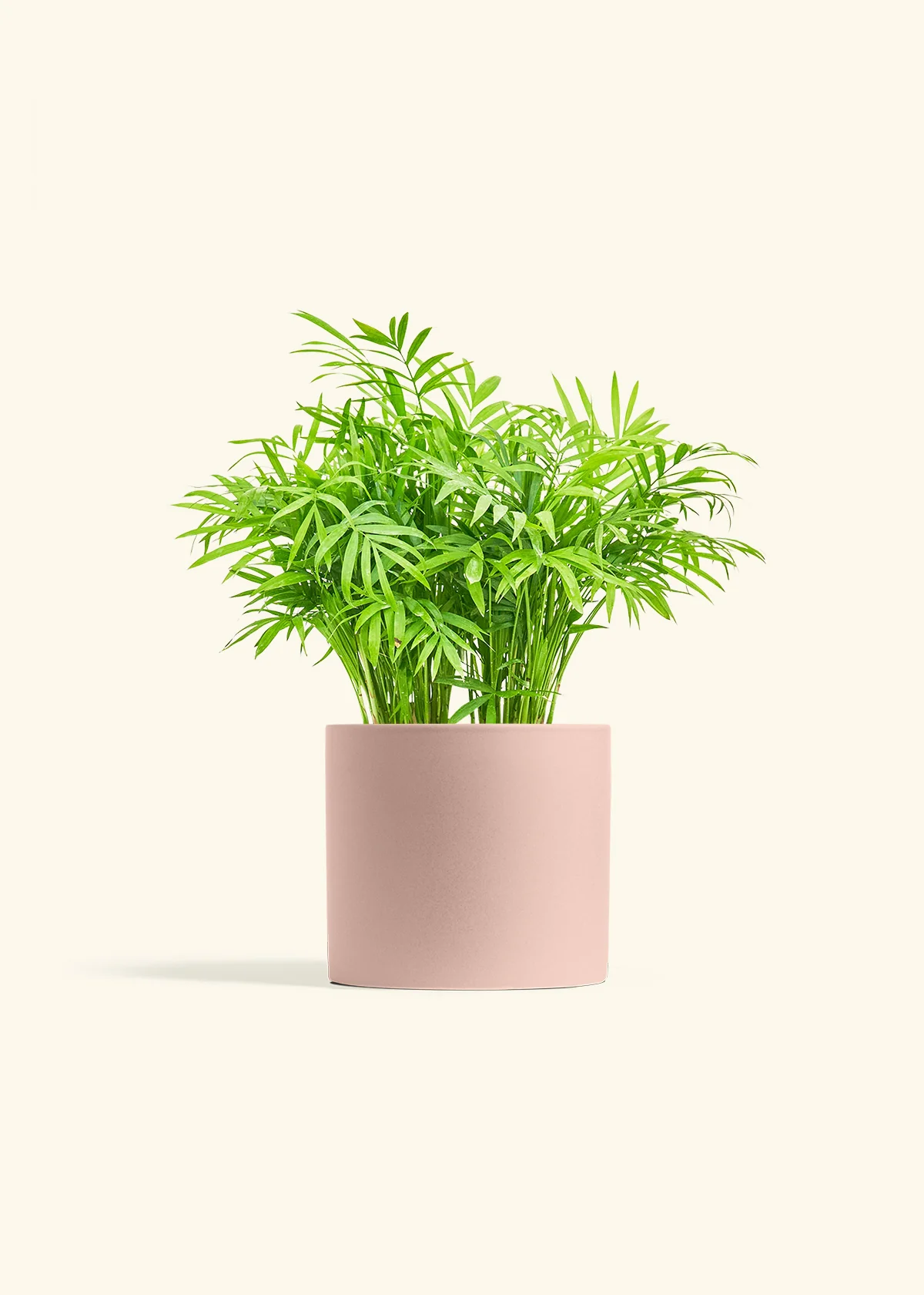 Parlor Palm, Medium - Image 5