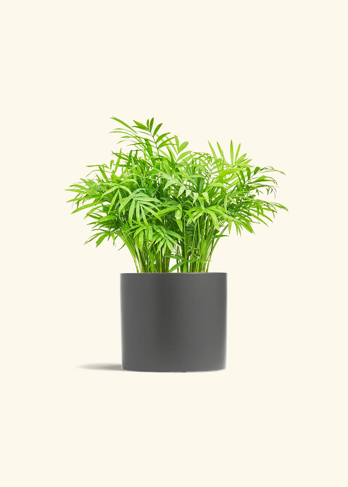 Parlor Palm, Medium - Image 6