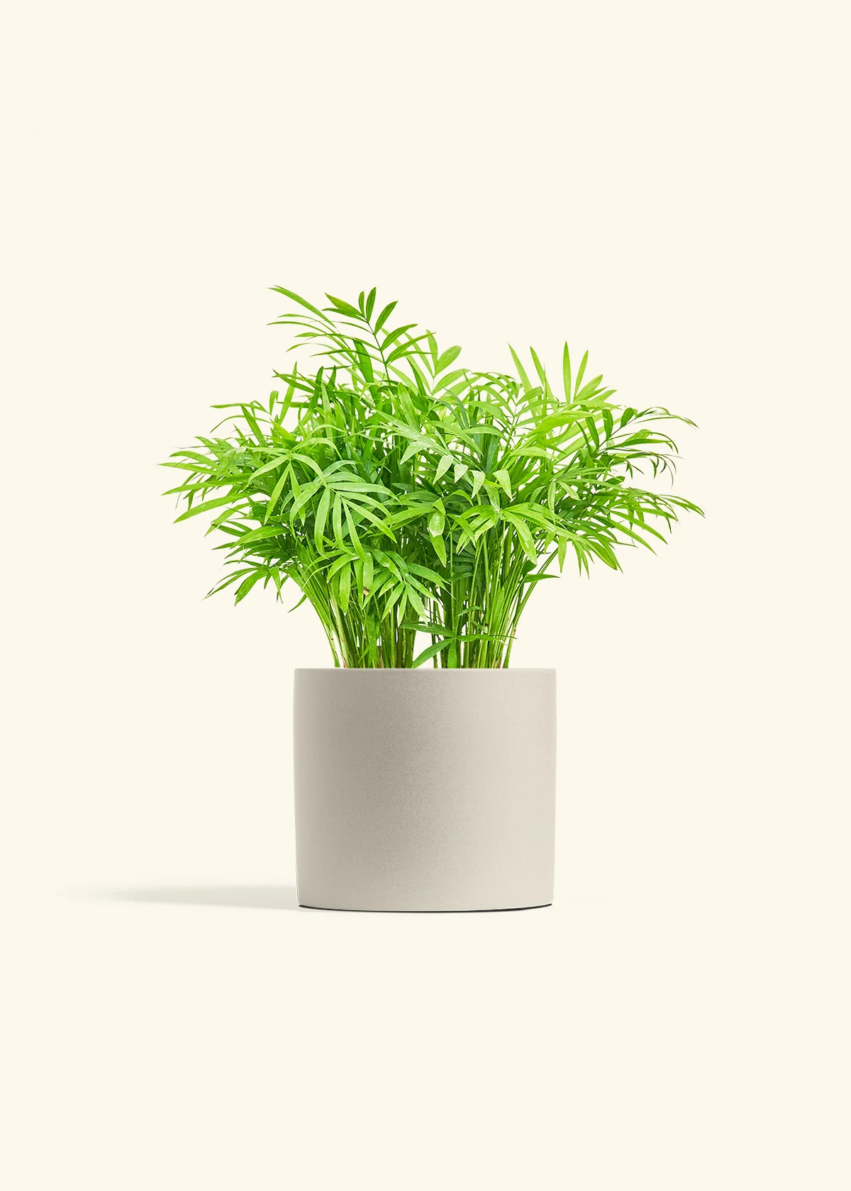 Parlor Palm, Medium - Image 7