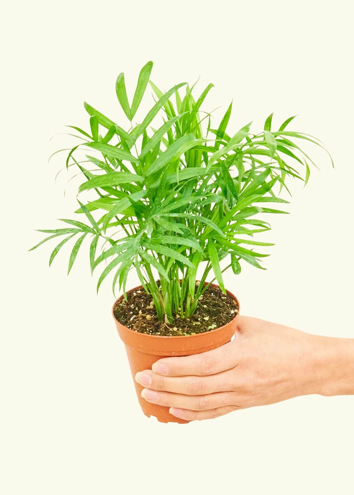 Parlor Palm, Small - Image 3