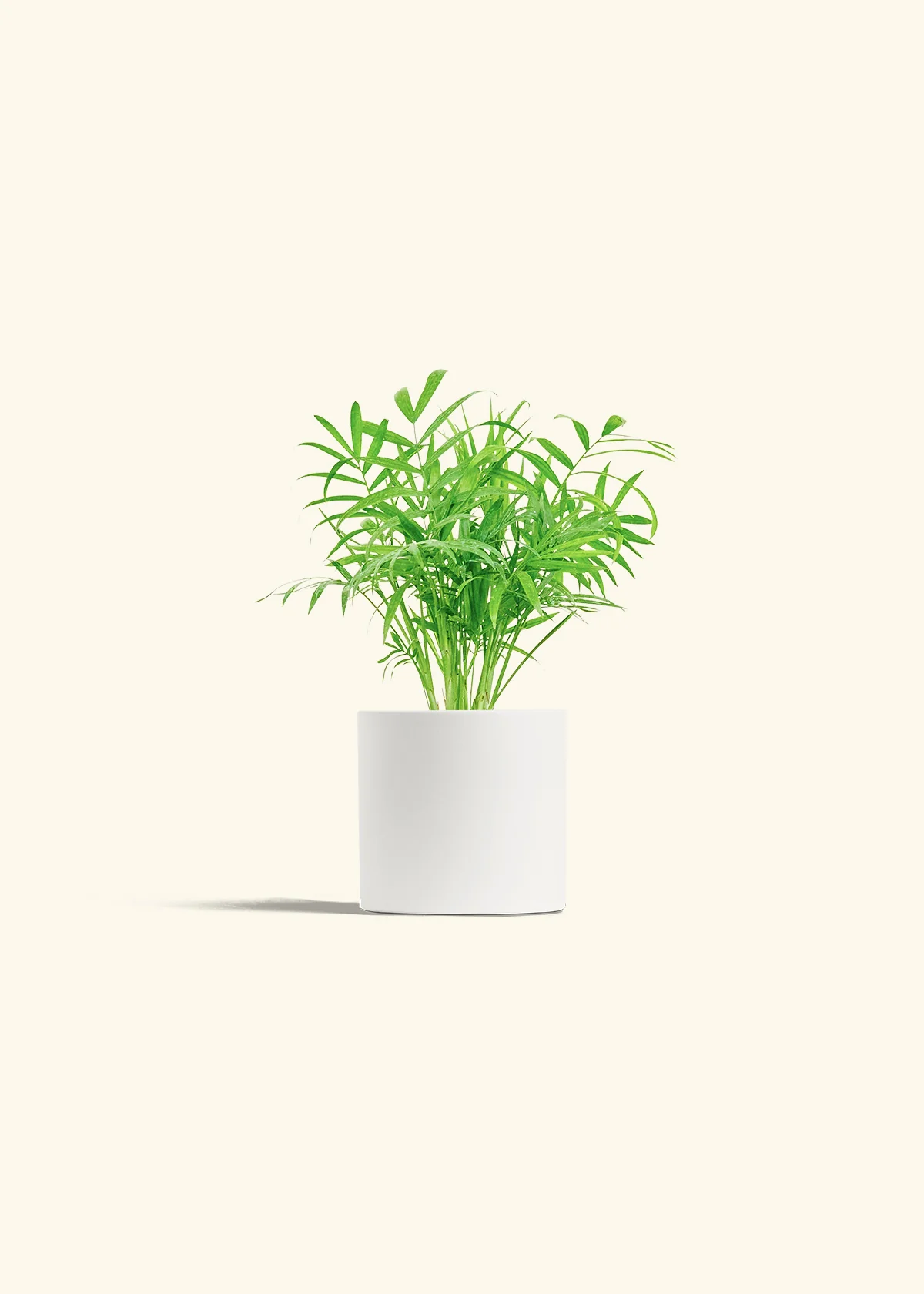 Parlor Palm, Small - Image 4