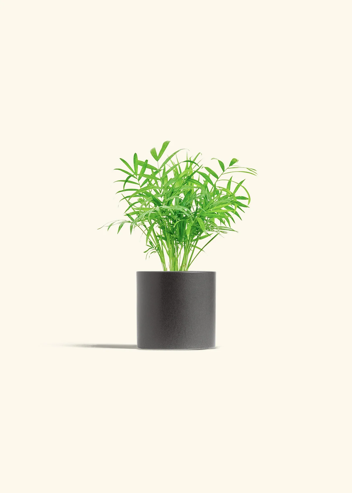 Parlor Palm, Small - Image 6