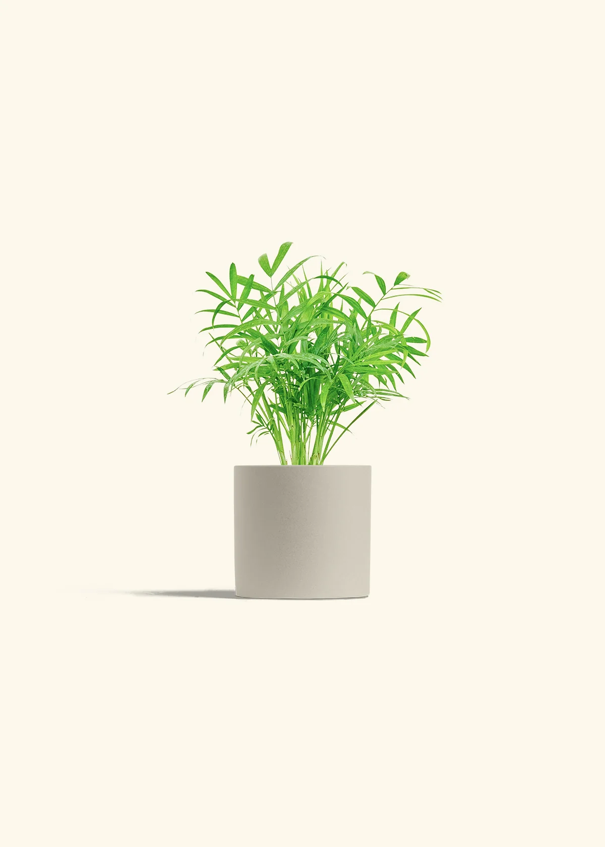 Parlor Palm, Small - Image 7