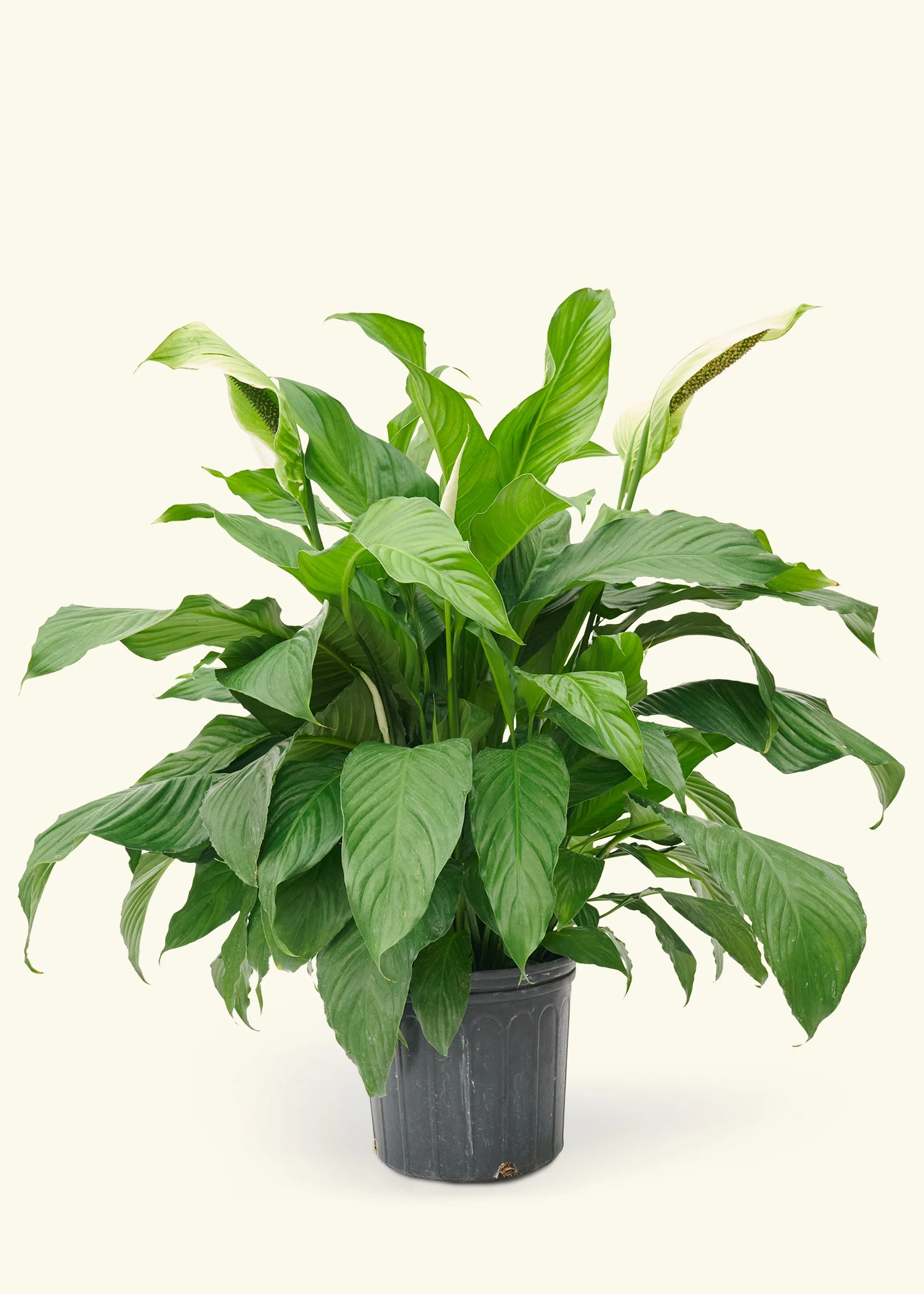Peace Lily, XL