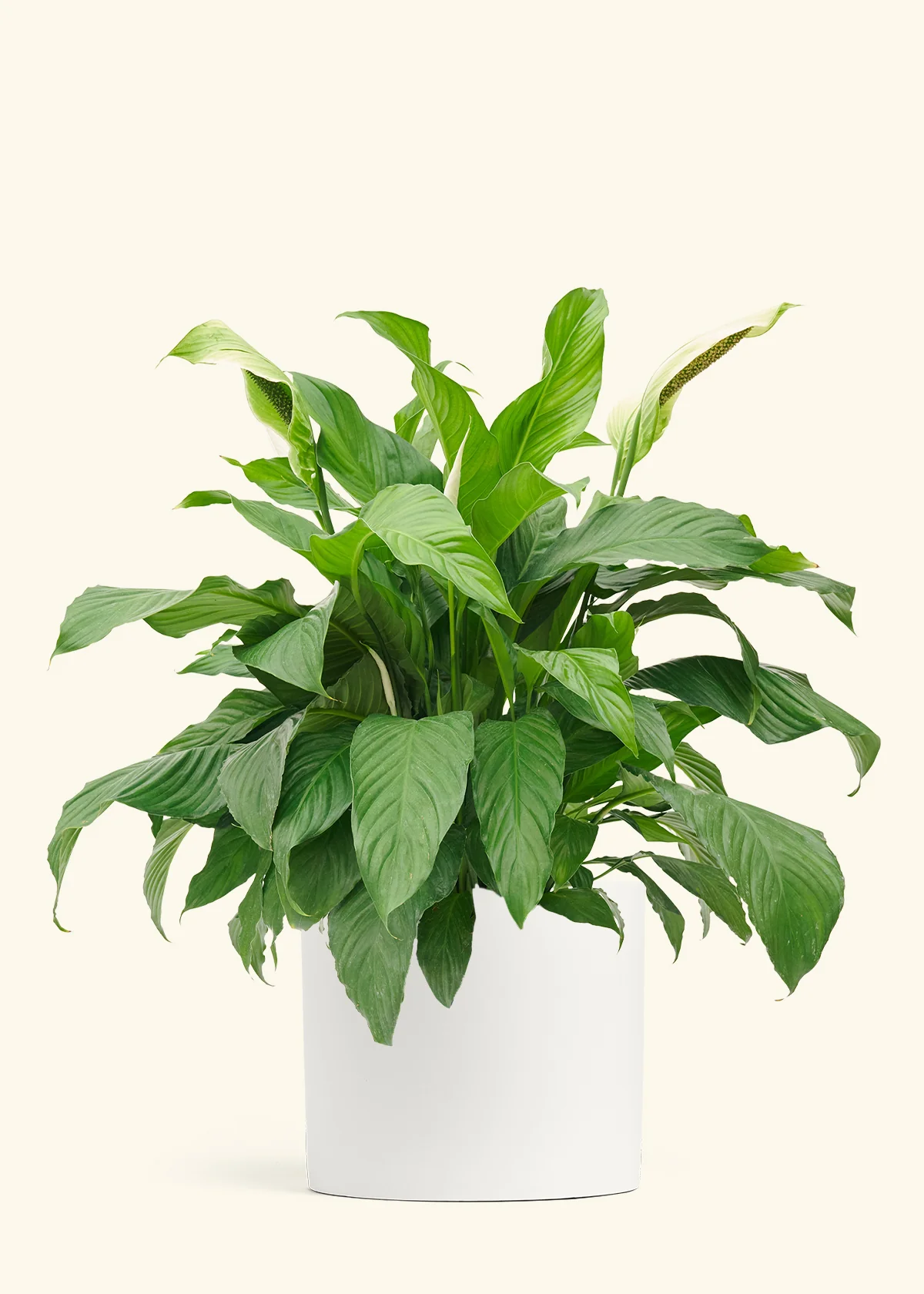 Peace Lily, XL - Image 2