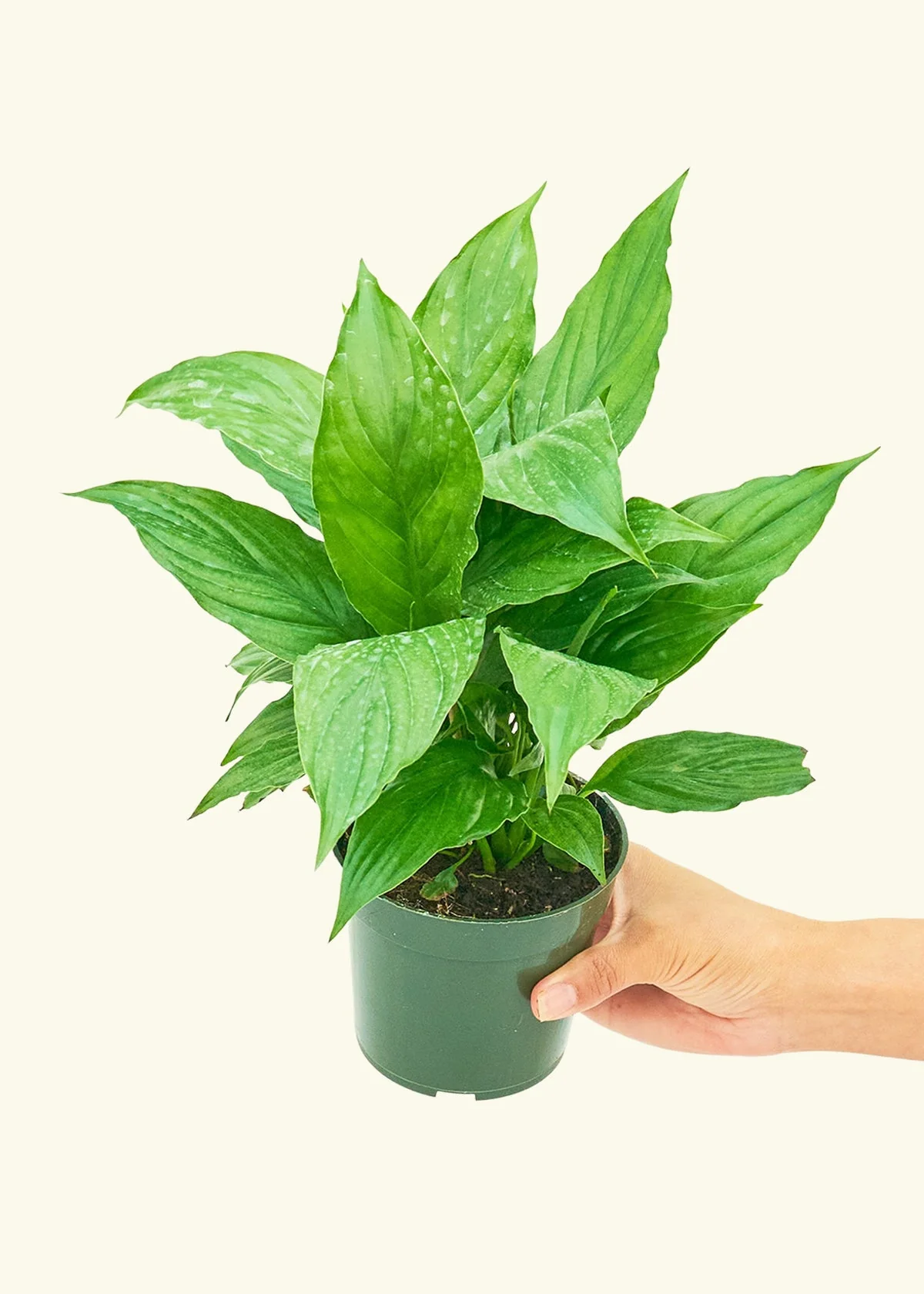 Peace Lily, Small - Image 3