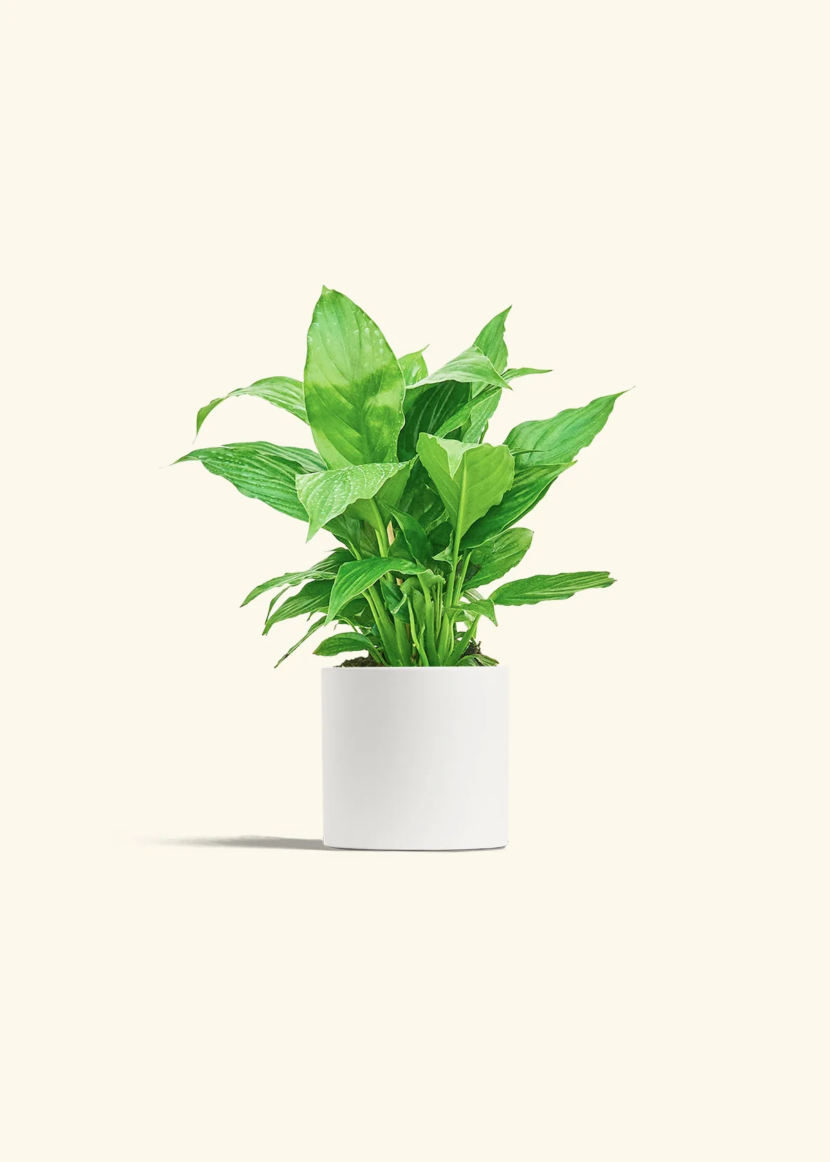 Peace Lily, Small - Image 4