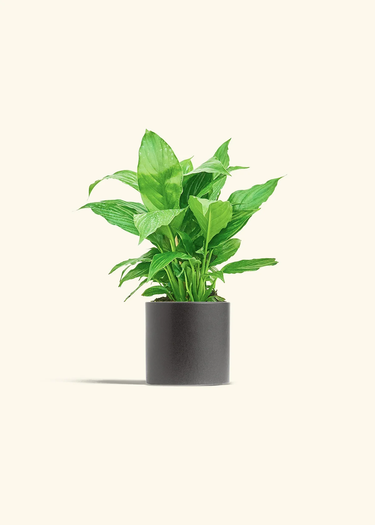Peace Lily, Small - Image 6