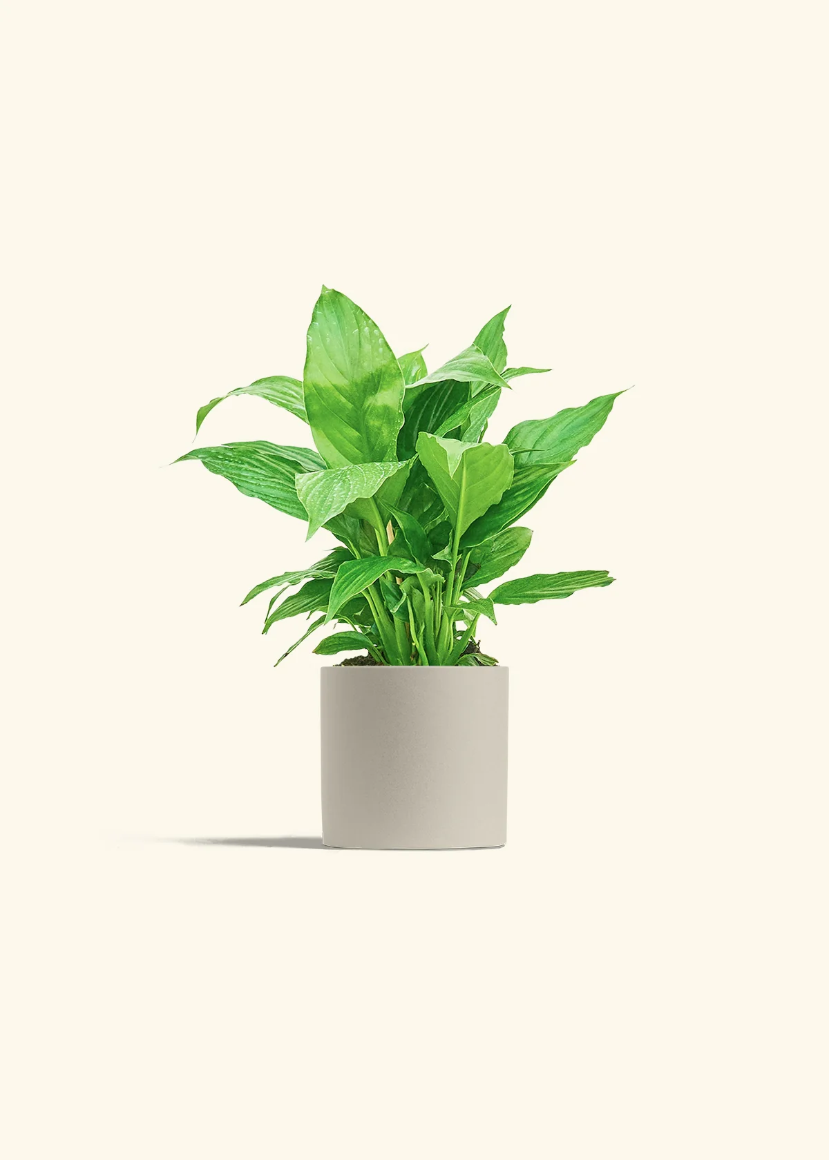 Peace Lily, Small - Image 7