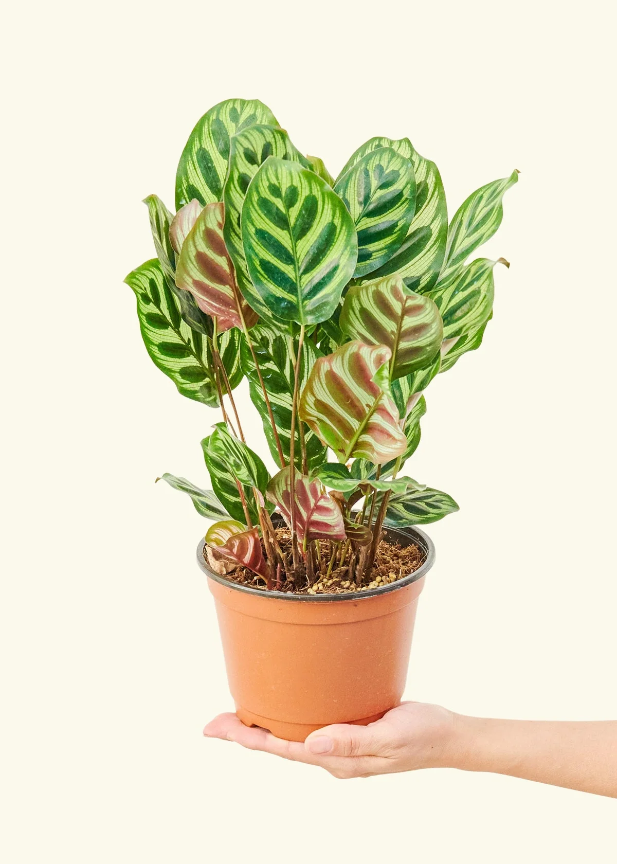 Peacock Plant, Medium - Image 3