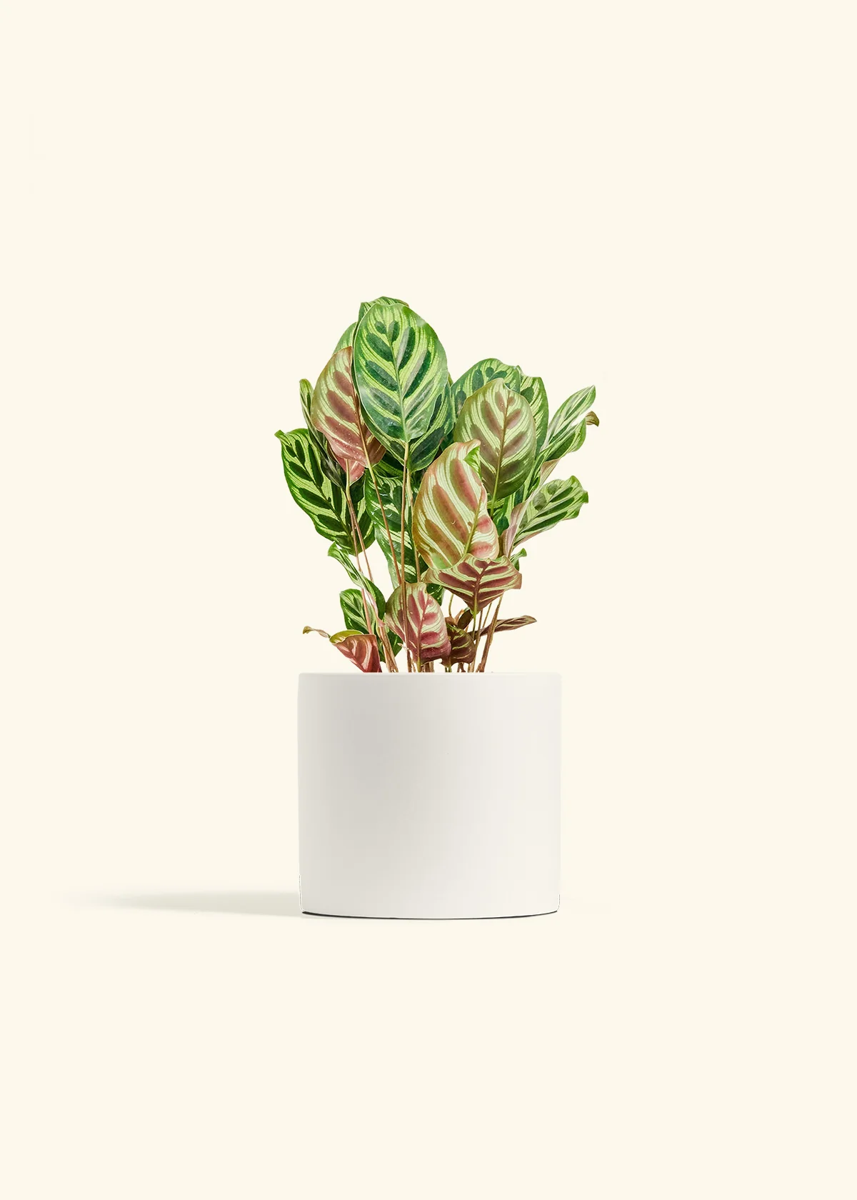 Peacock Plant, Medium - Image 4