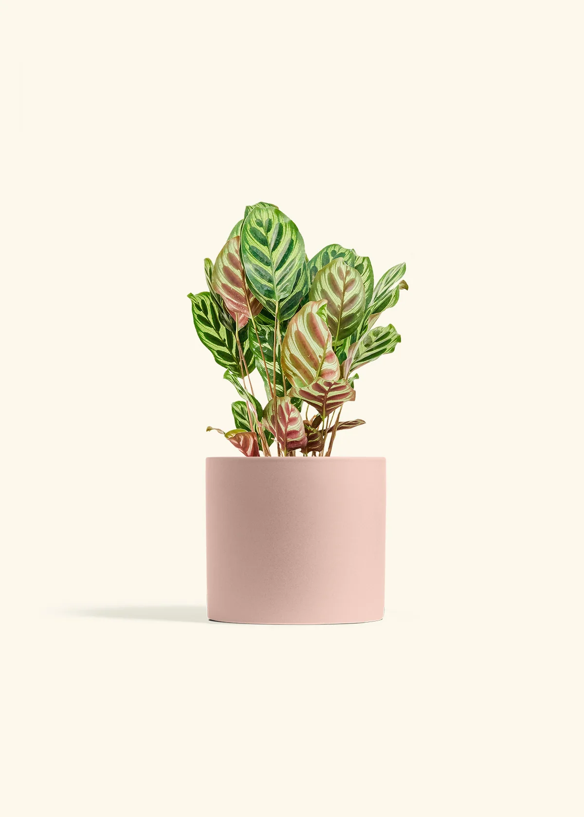 Peacock Plant, Medium - Image 5