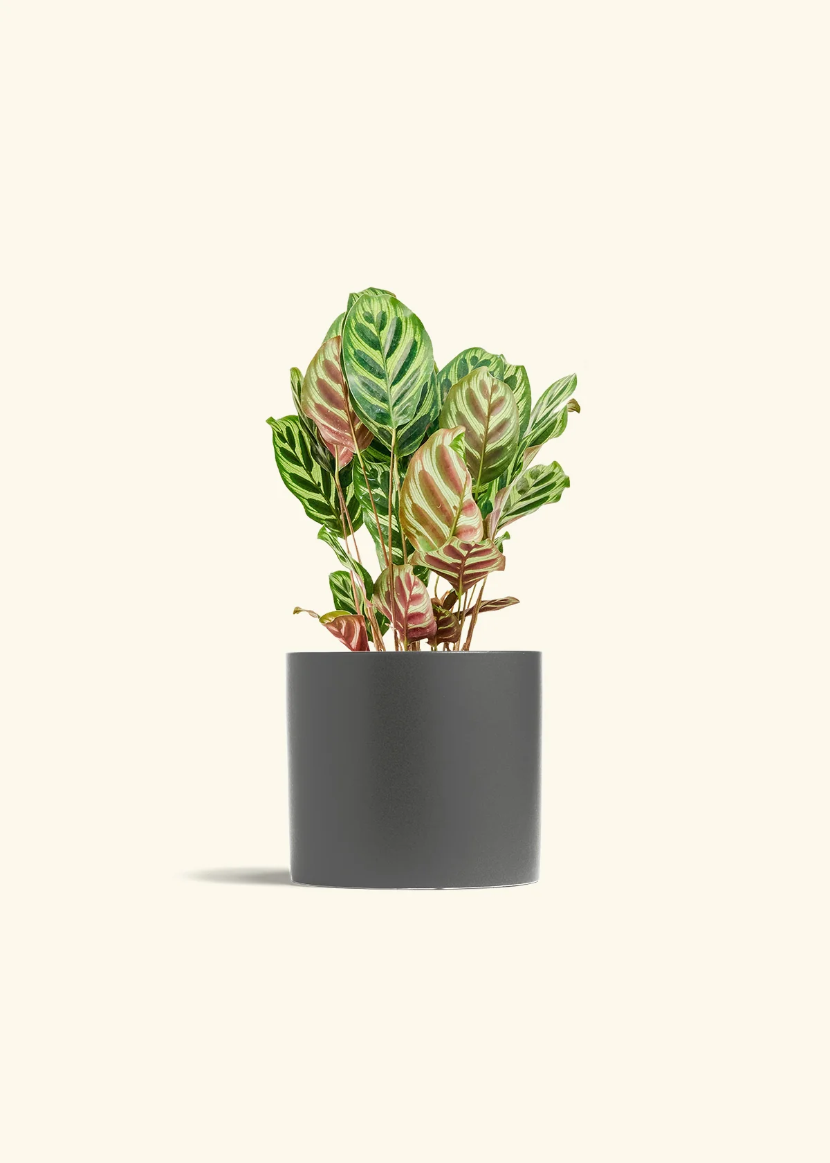 Peacock Plant, Medium - Image 6