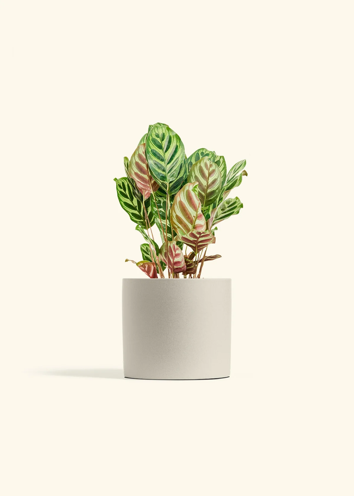 Peacock Plant, Medium - Image 7