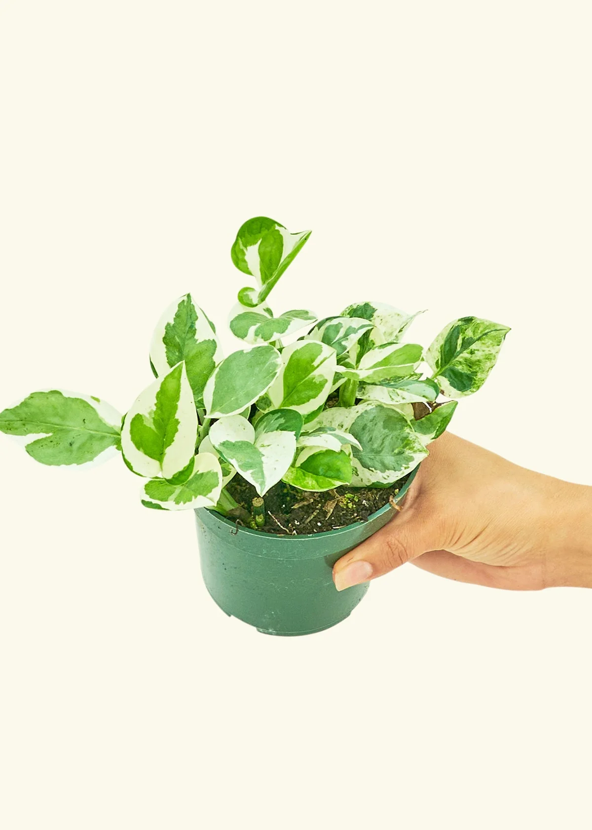 Pothos 'Pearl and Jade', Small - Image 3