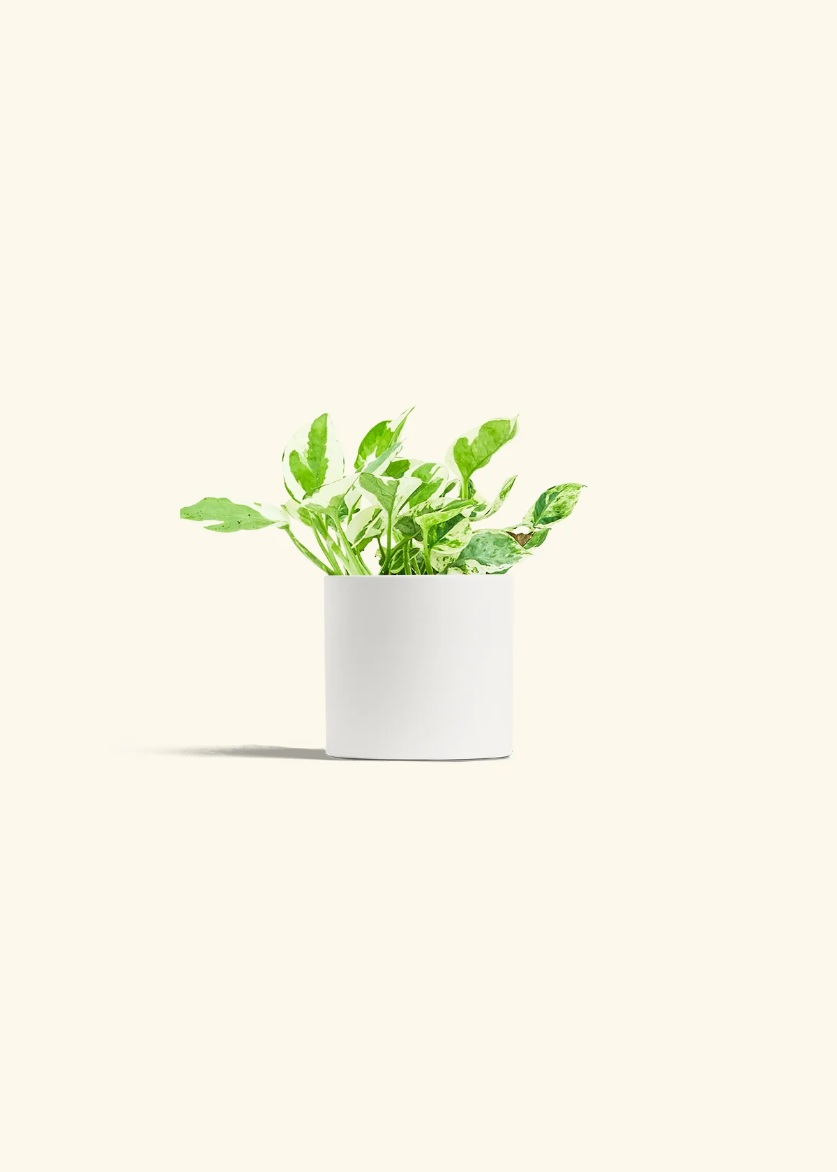 Pothos 'Pearl and Jade', Small - Image 4