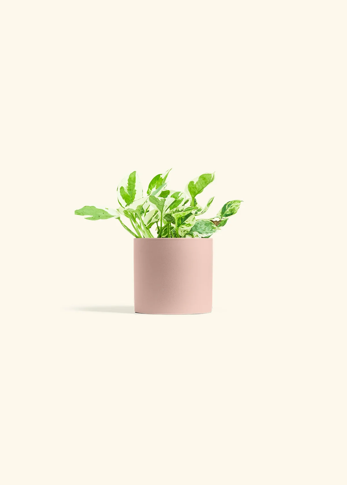 Pothos 'Pearl and Jade', Small - Image 5