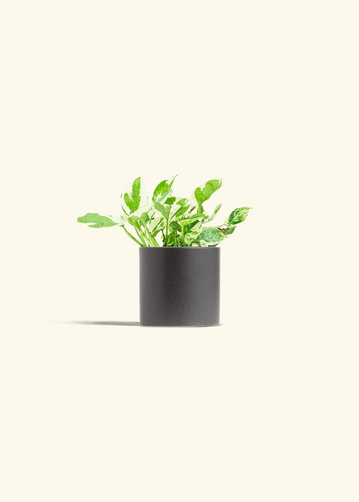 Pothos 'Pearl and Jade', Small - Image 6