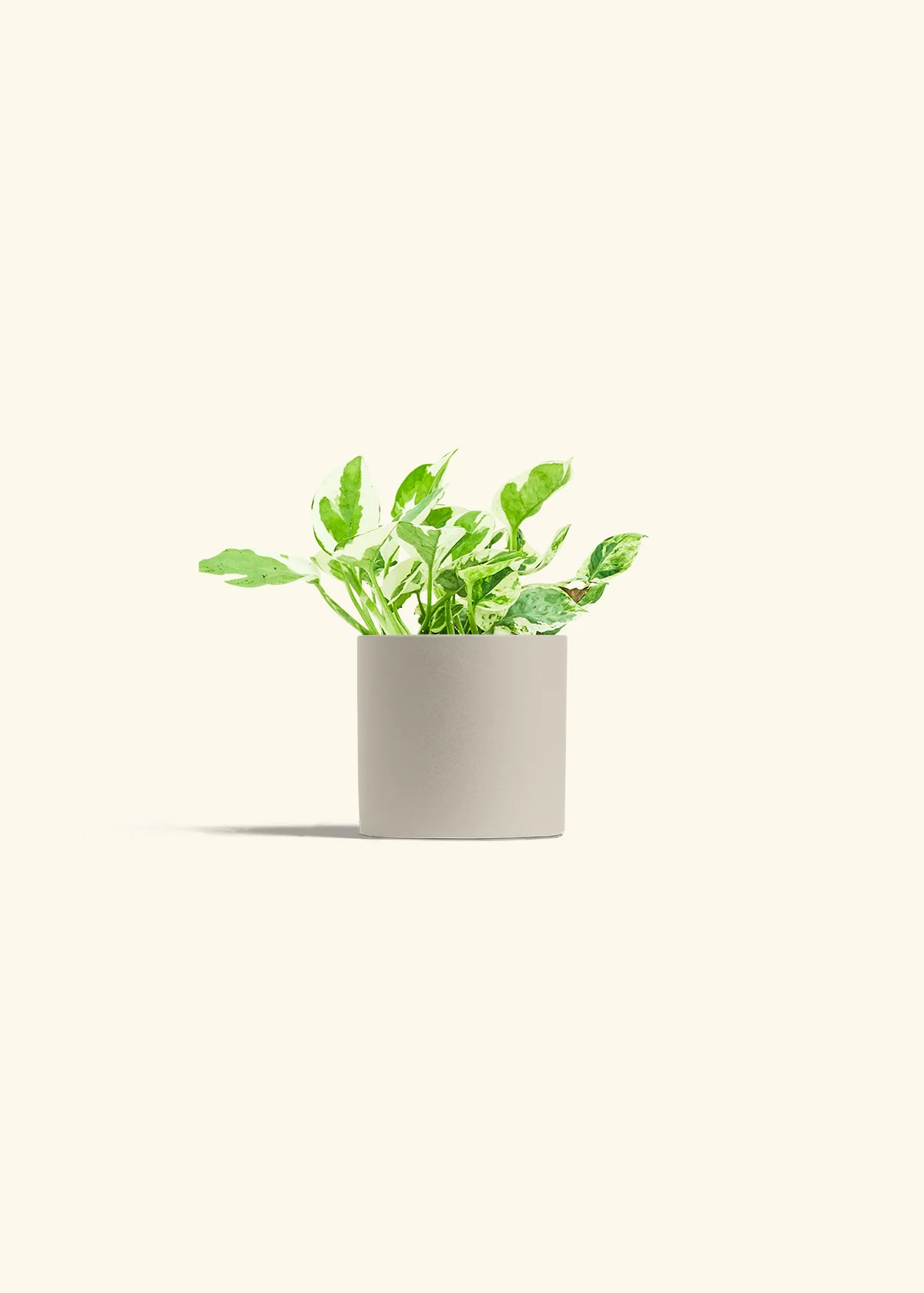 Pothos 'Pearl and Jade', Small - Image 7