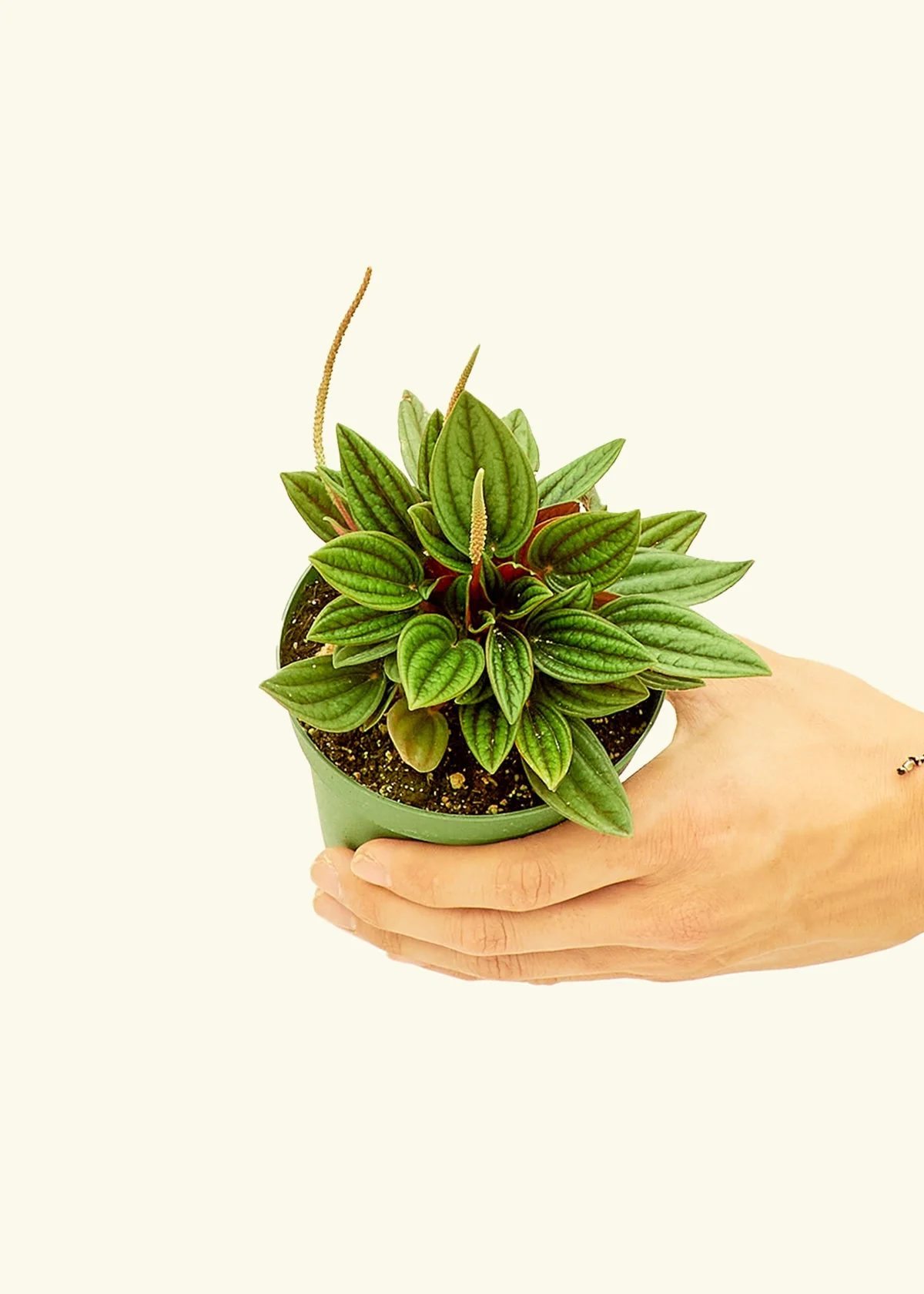 Peperomia 'Rosso', Small - Image 3
