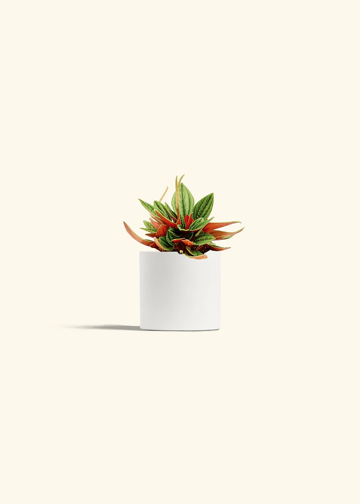 Peperomia 'Rosso', Small - Image 4