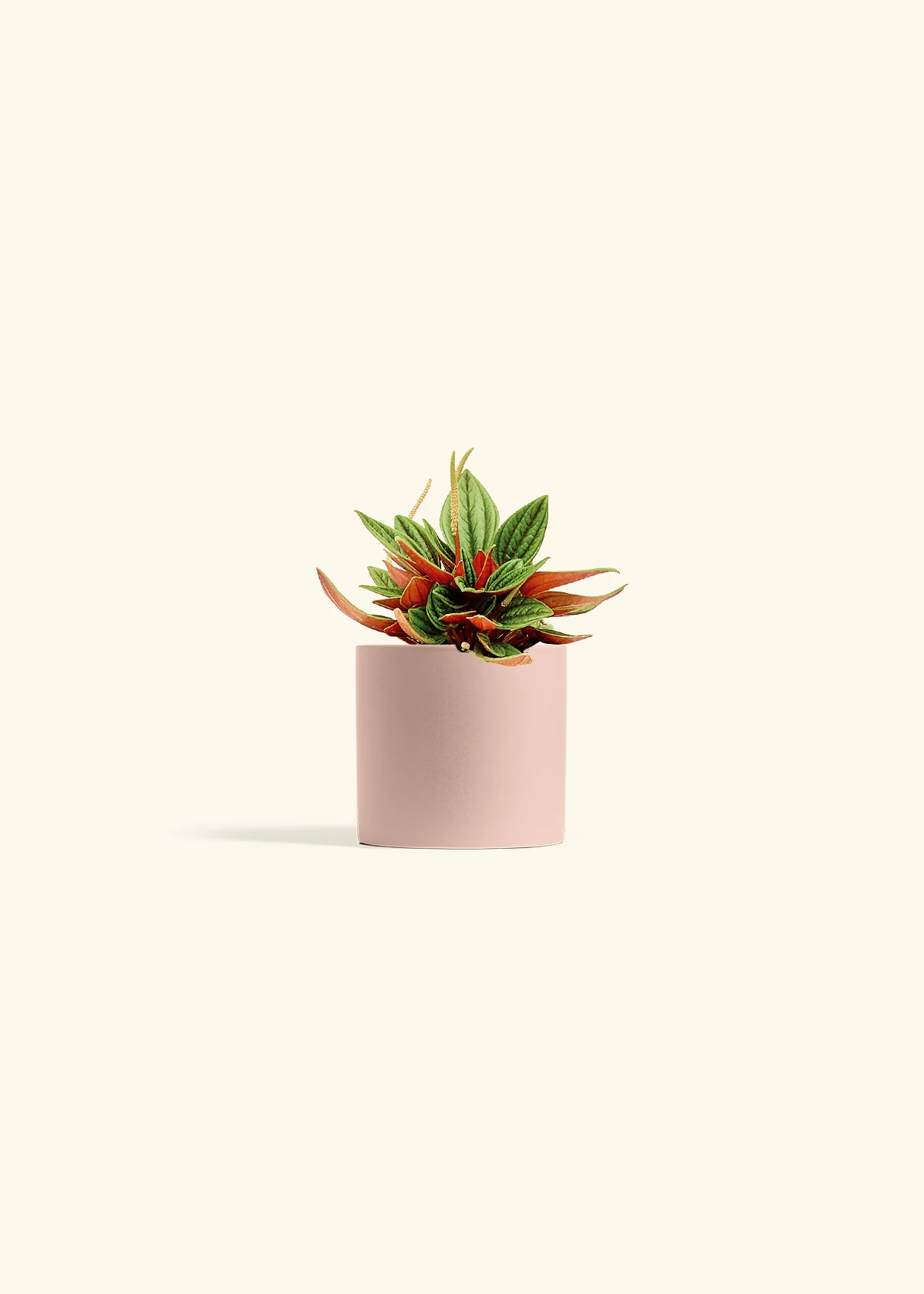 Peperomia 'Rosso', Small - Image 5
