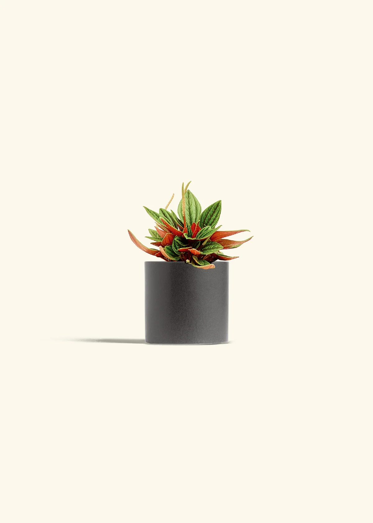 Peperomia 'Rosso', Small - Image 6