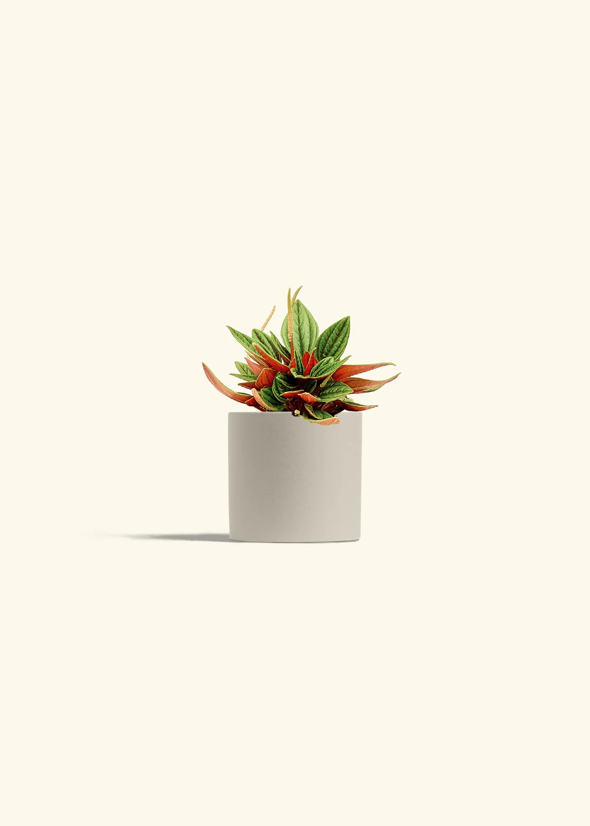 Peperomia 'Rosso', Small - Image 7