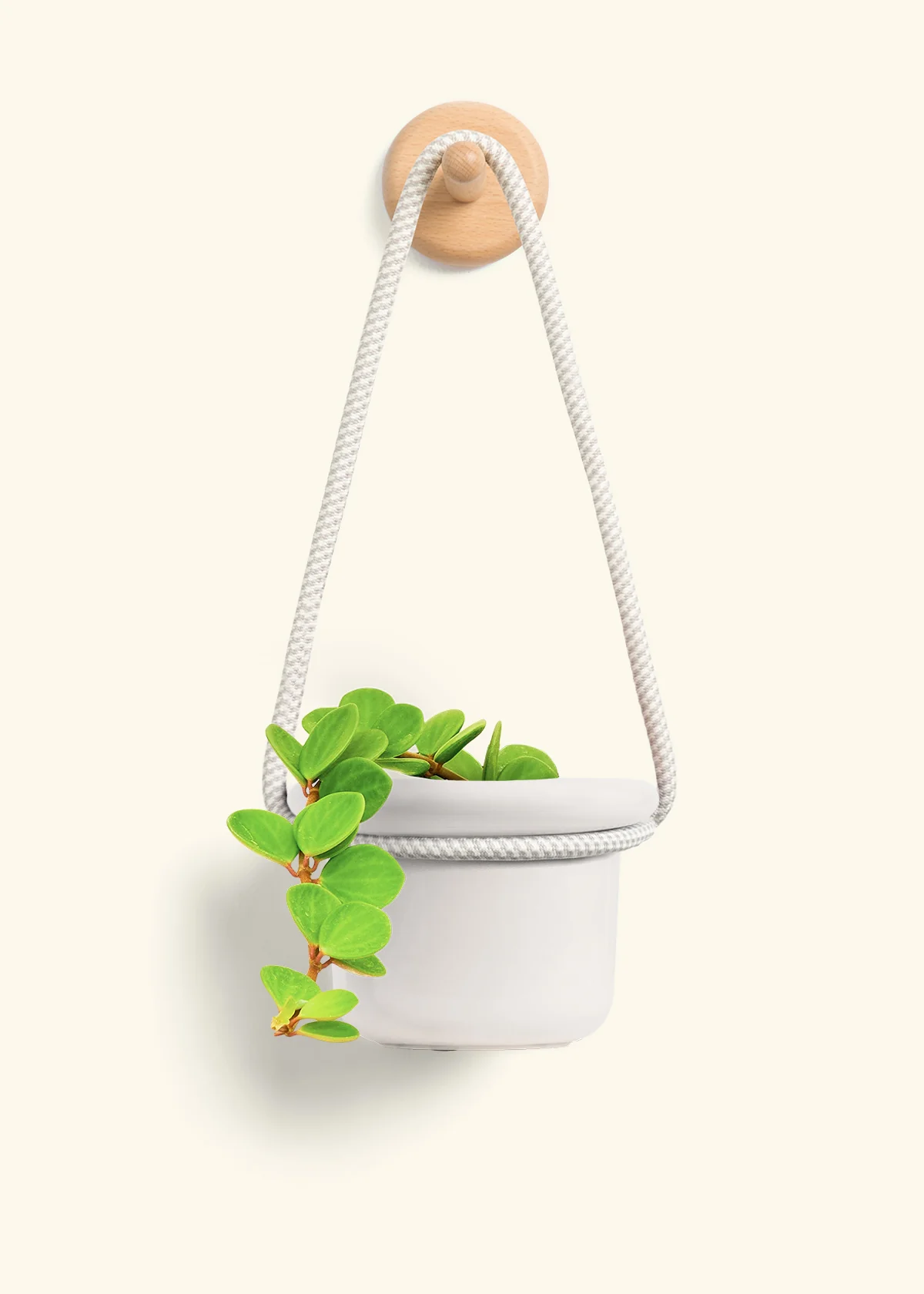 Peperomia 'Hope', Small - Image 10