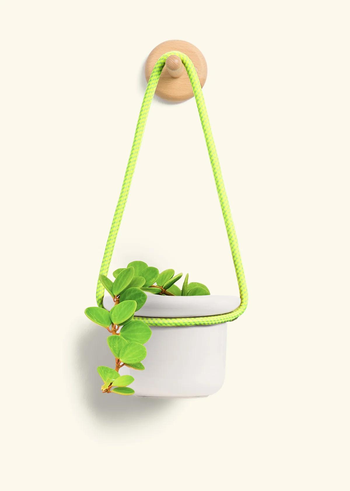 Peperomia 'Hope', Small - Image 11