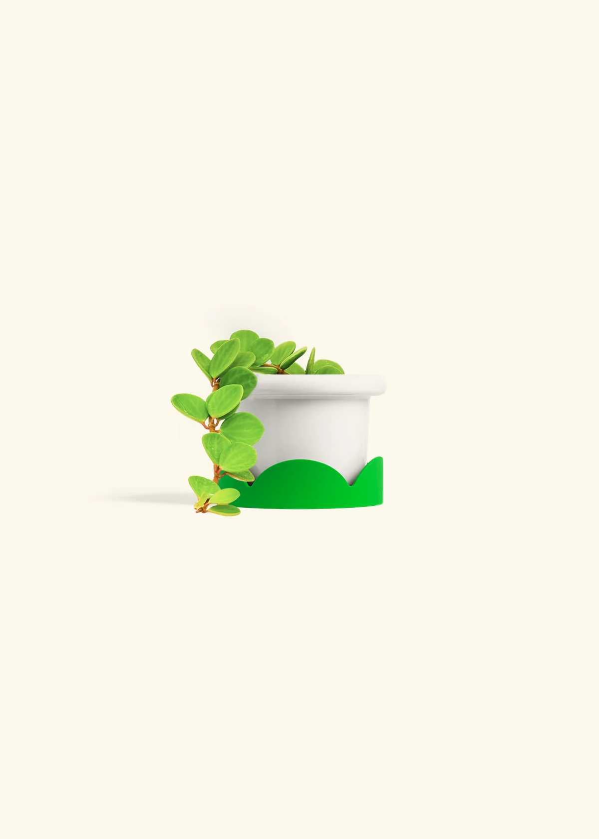 Peperomia 'Hope', Small - Image 13