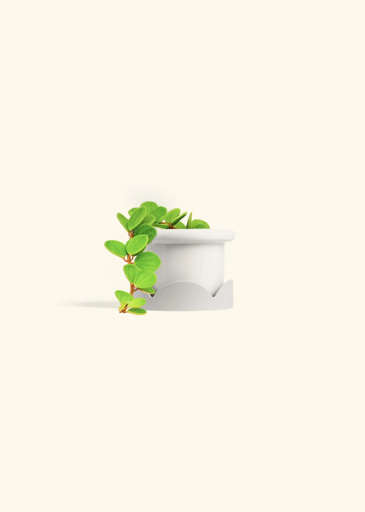 Peperomia 'Hope', Small - Image 14