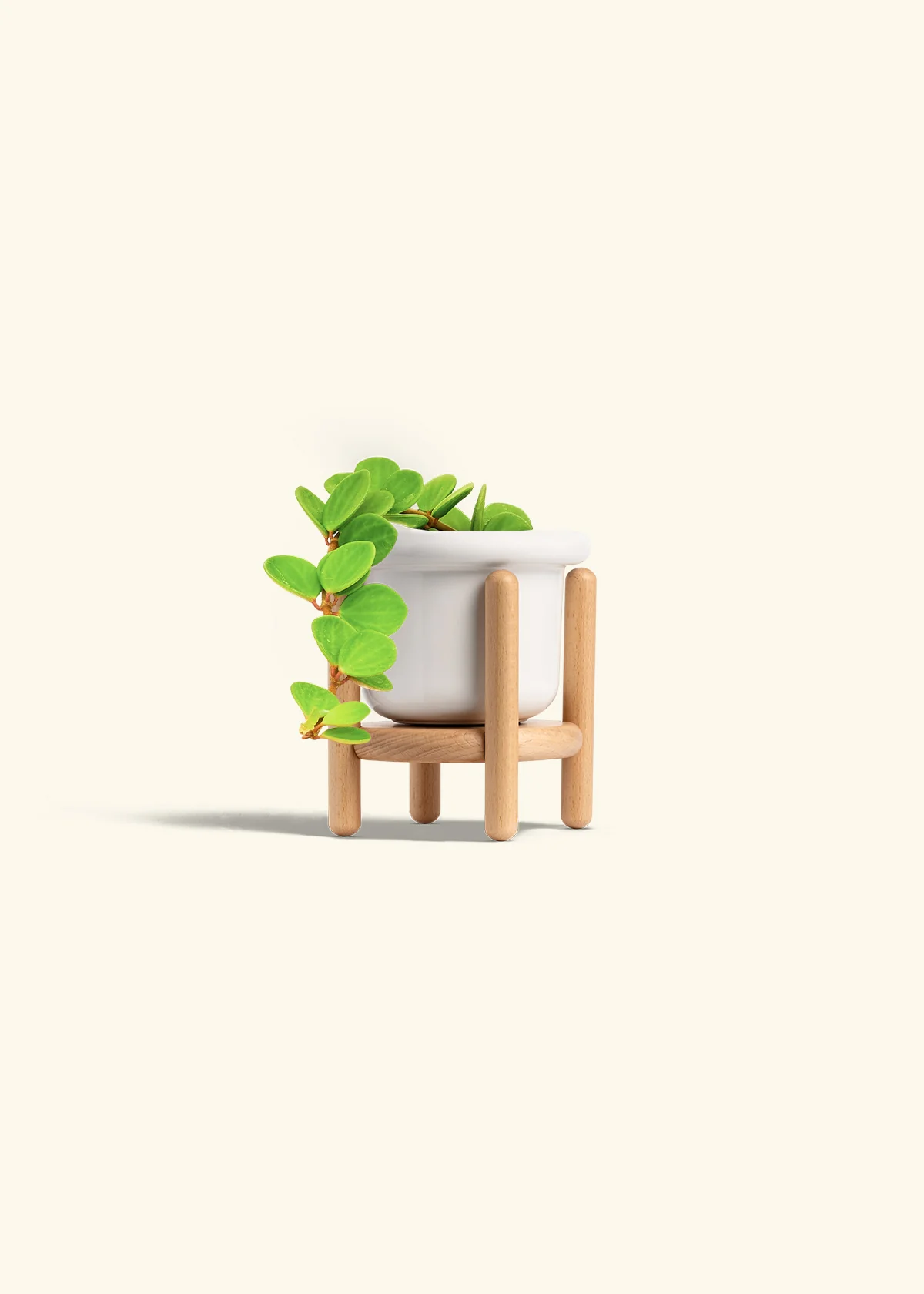 Peperomia 'Hope', Small - Image 15