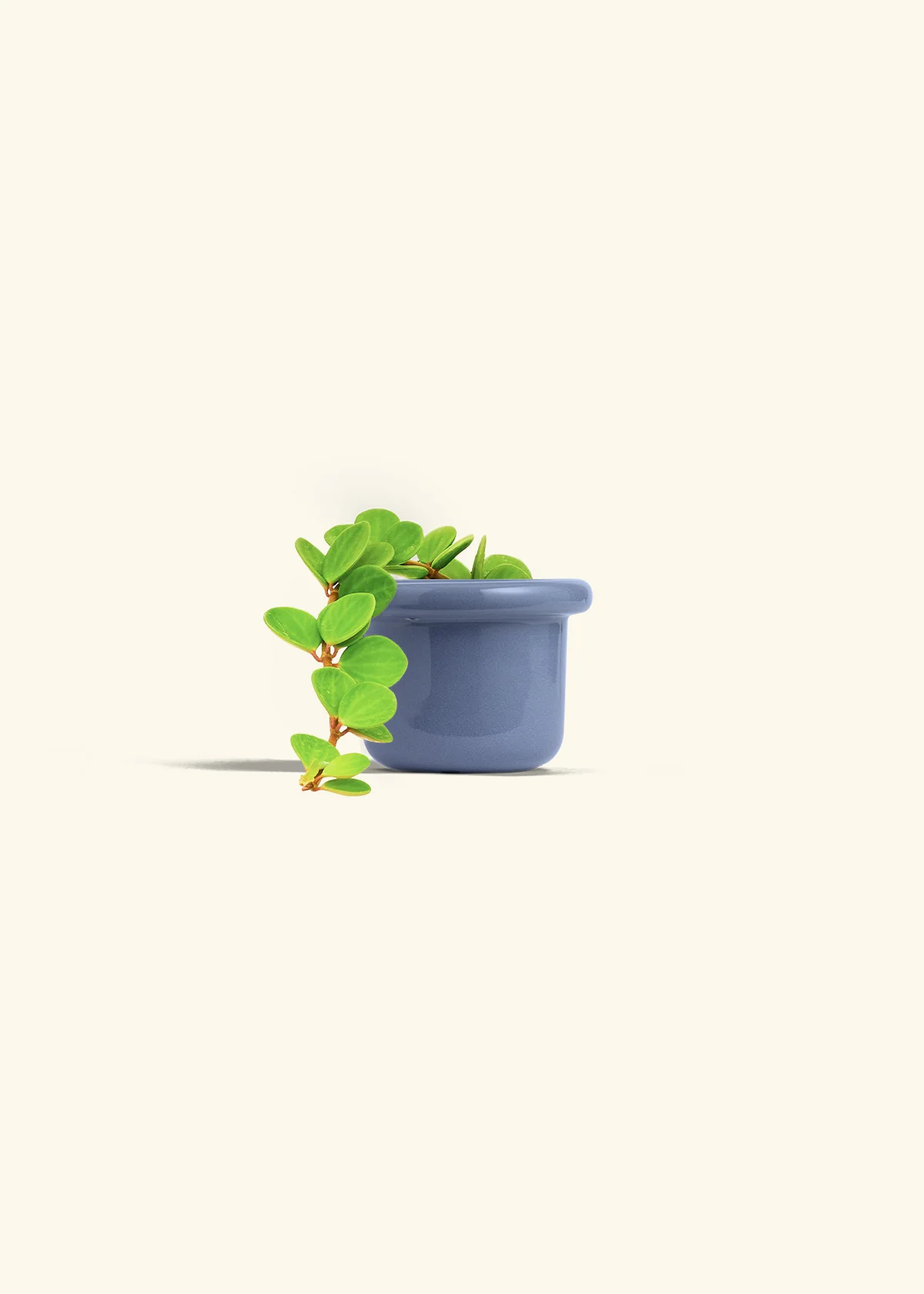 Peperomia 'Hope', Small - Image 16