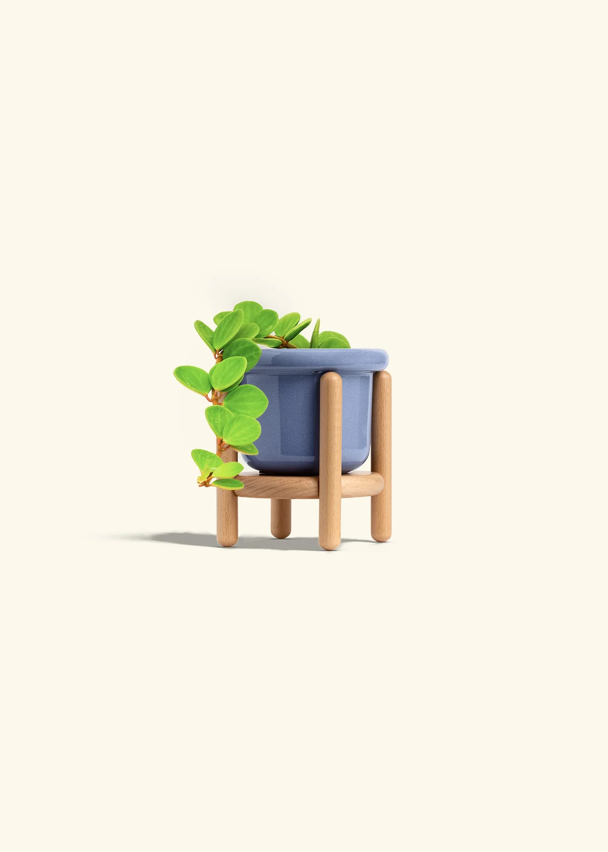 Peperomia 'Hope', Small - Image 17