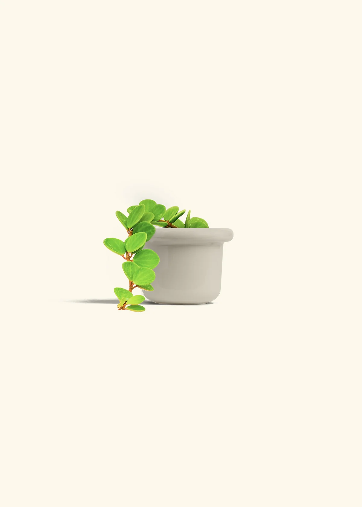 Peperomia 'Hope', Small - Image 18