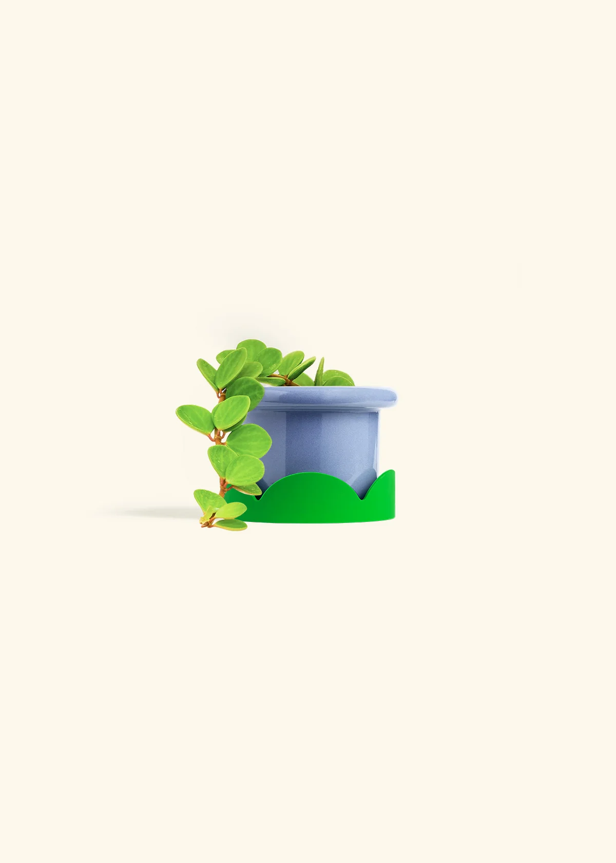 Peperomia 'Hope', Small - Image 19