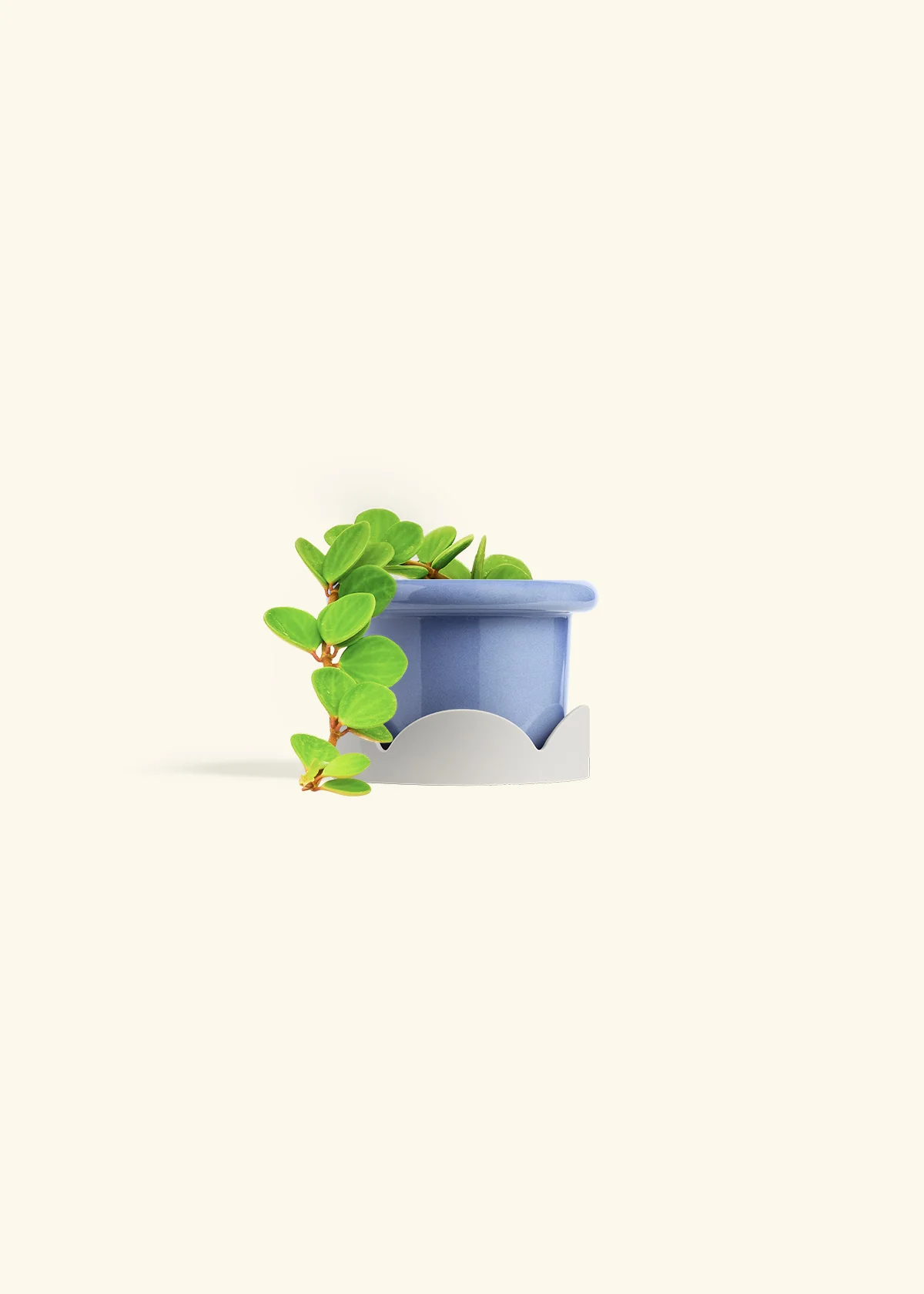 Peperomia 'Hope', Small - Image 20