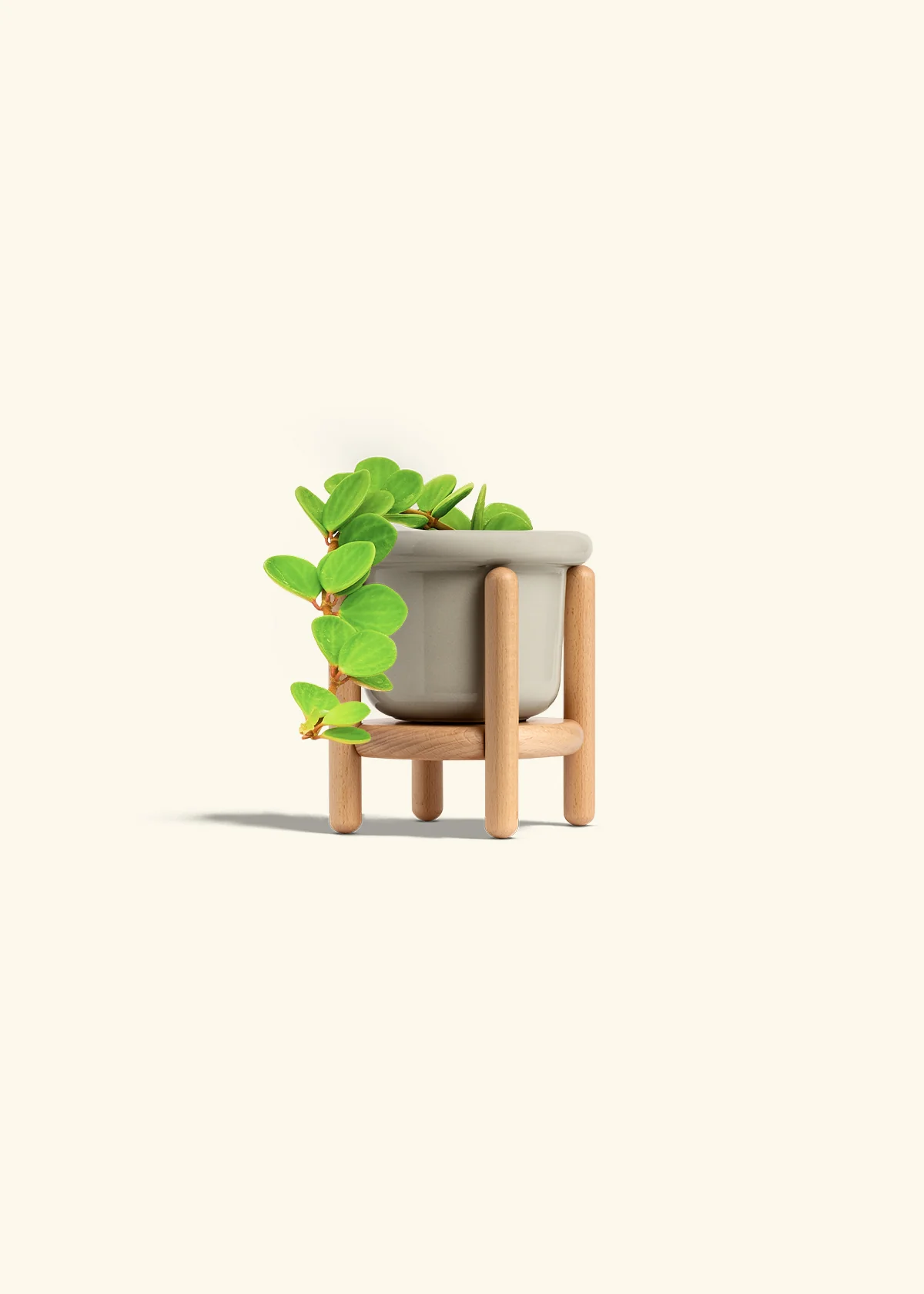 Peperomia 'Hope', Small - Image 21