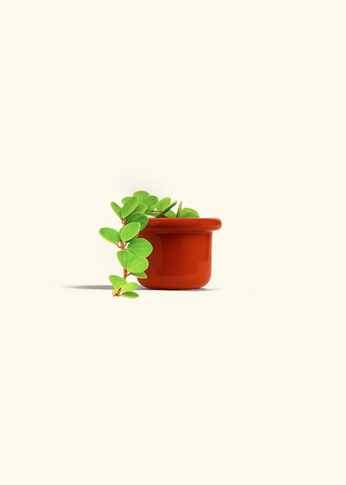 Peperomia 'Hope', Small - Image 22
