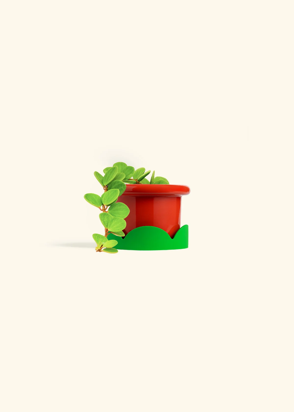 Peperomia 'Hope', Small - Image 23