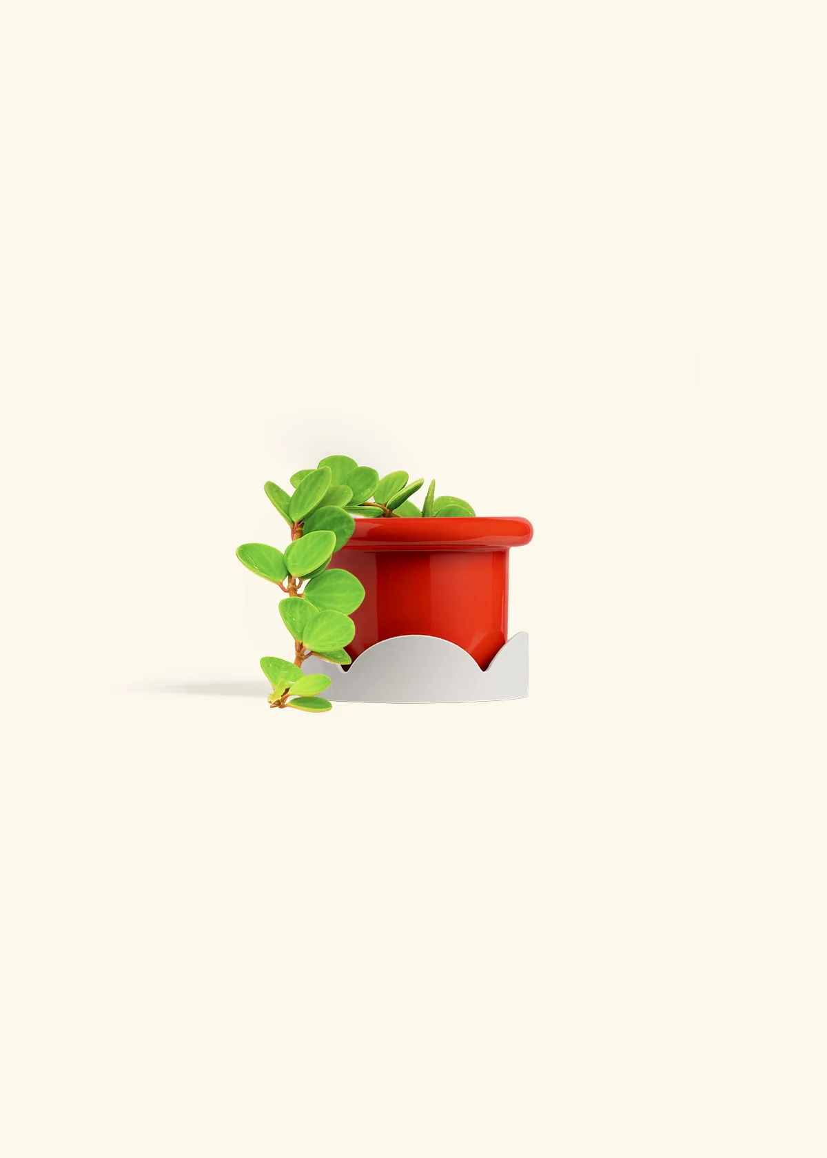 Peperomia 'Hope', Small - Image 24