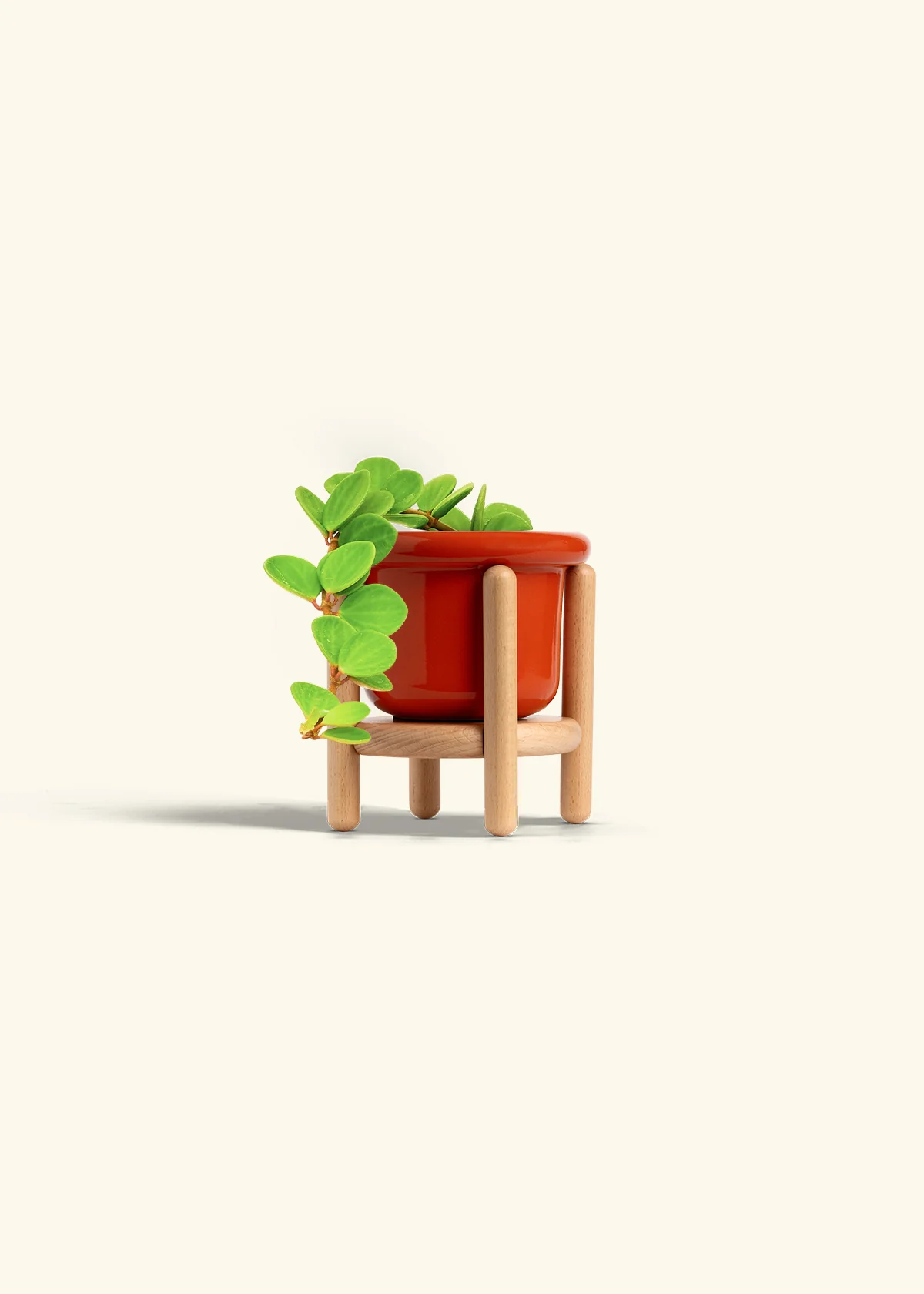 Peperomia 'Hope', Small - Image 25