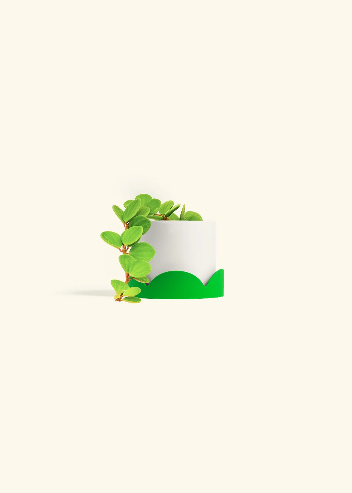 Peperomia 'Hope', Small - Image 28